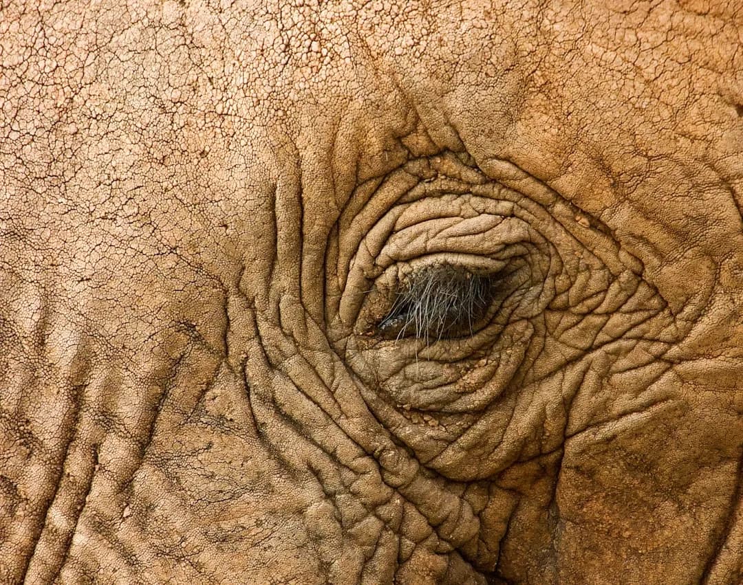 African wildlife on a safari experience