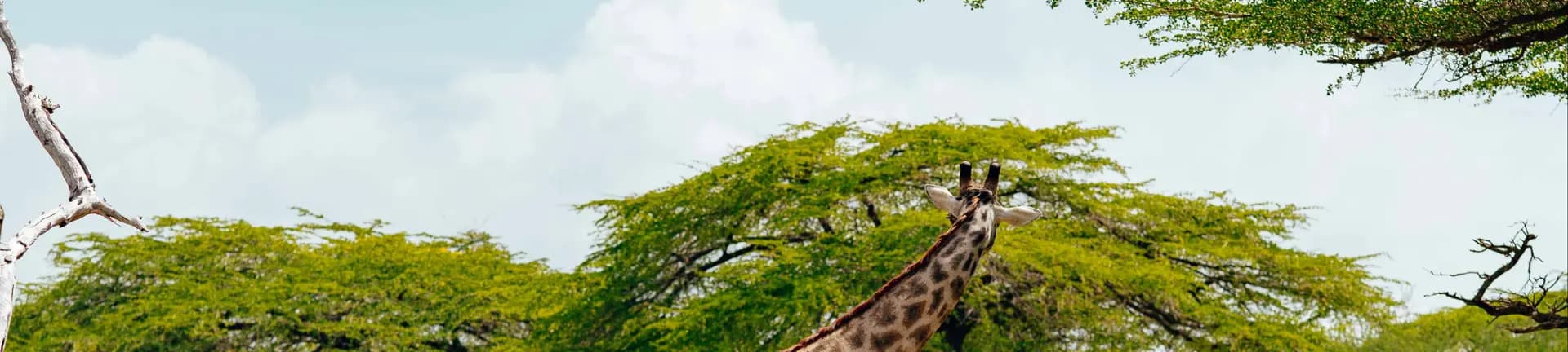 Safari guides in Africa