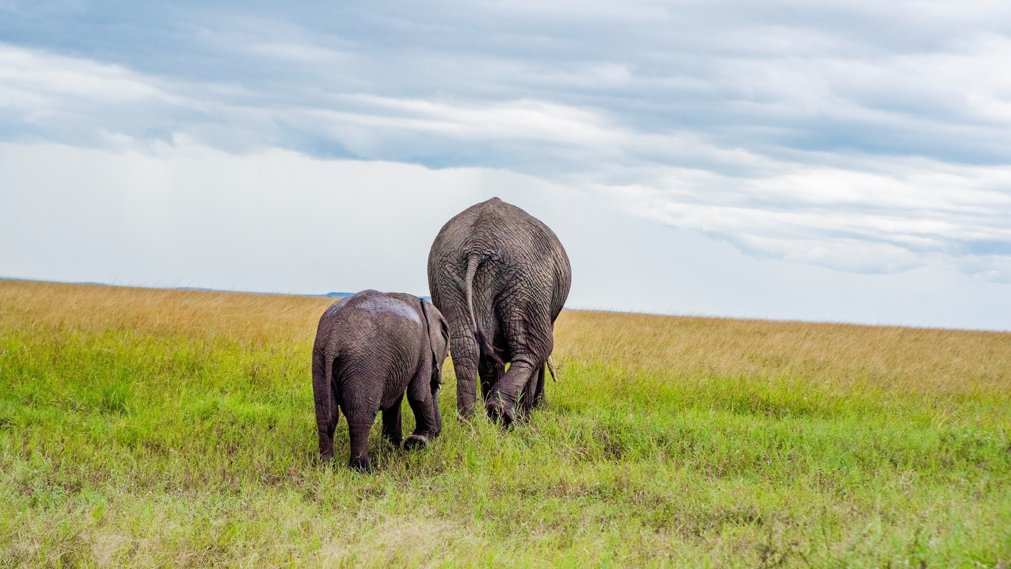 Meektrails Safaris