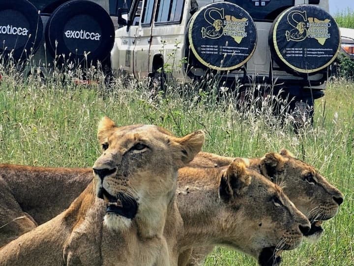 About Sunley Africa Safaris