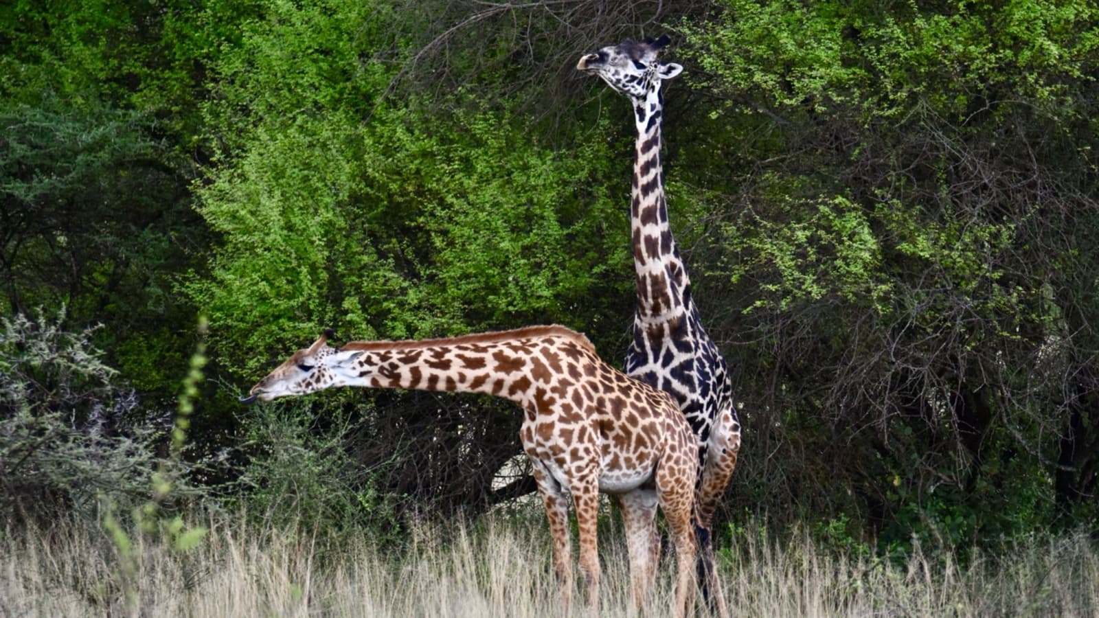 Sunley Africa Safaris