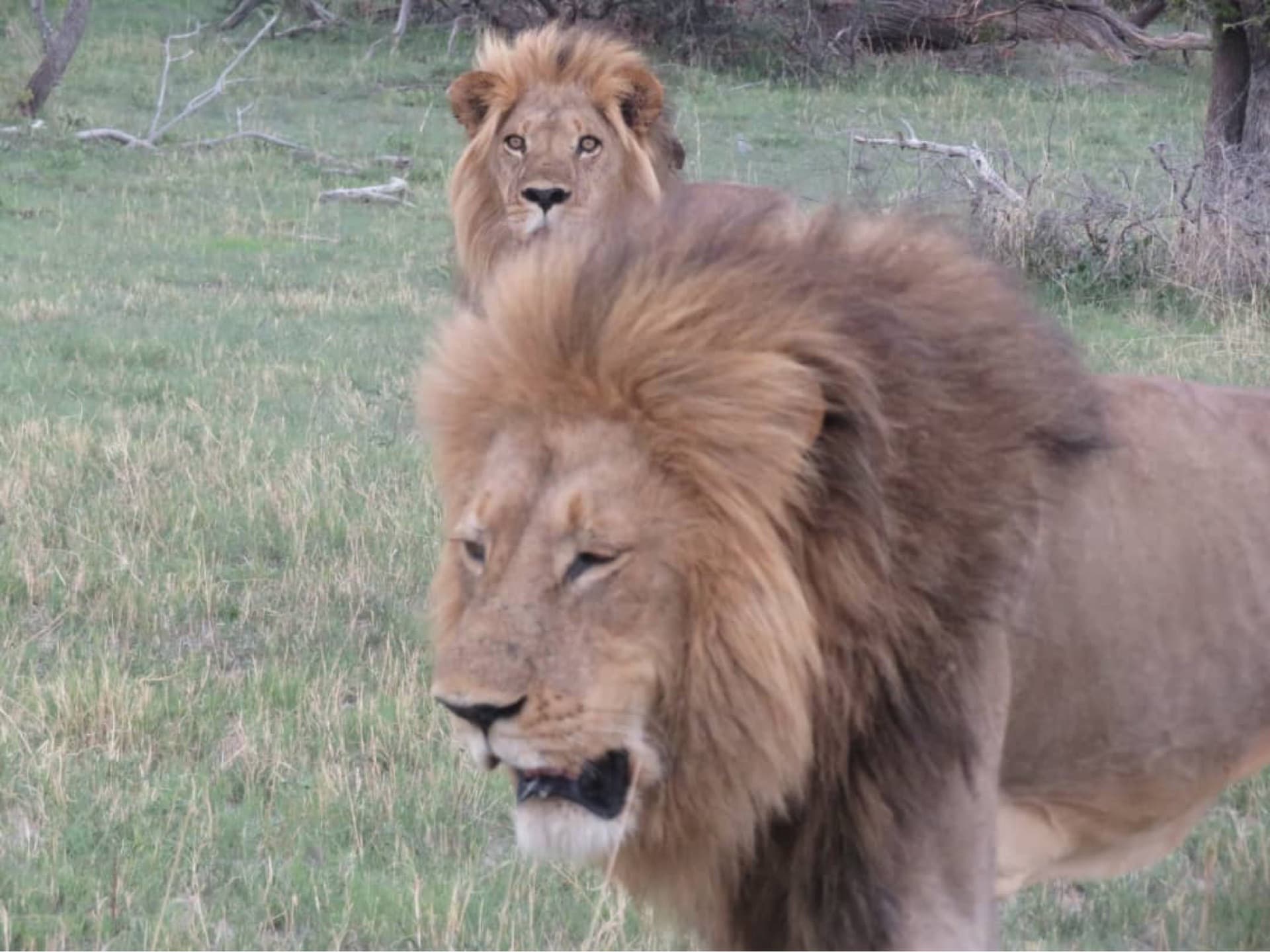 Legendary Coalitions and Prides in the Delta has served as the backdrop for some of the most famous lion dynasties ever documented, often featured in wildlife films.
The legendary coalition control multiple prides and battled massive buffalo herds for years, displaying extraordinary dominance. – by Shadrack Ntema