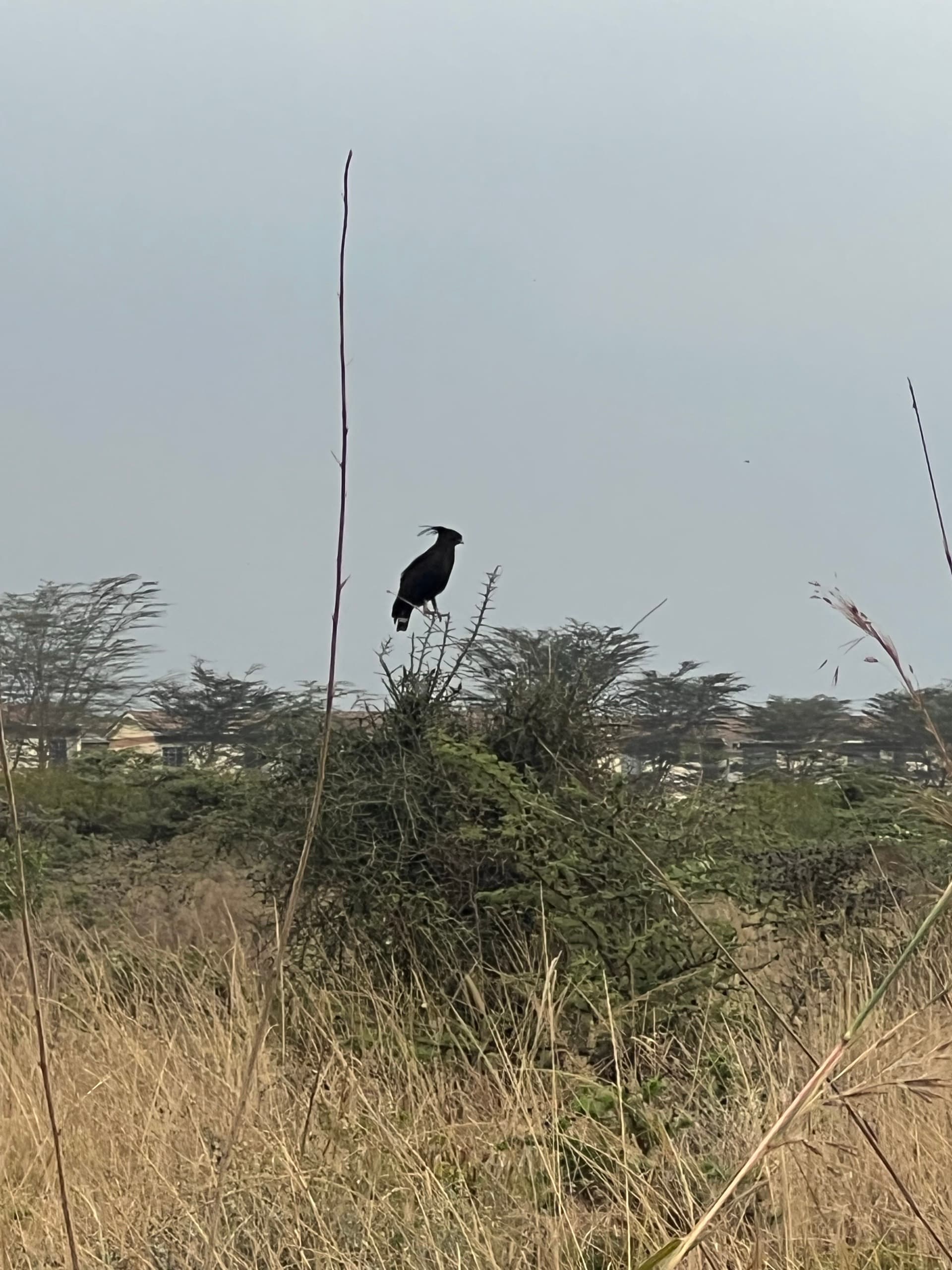 Long crested eagle #nairobi region – by Muriki Herms