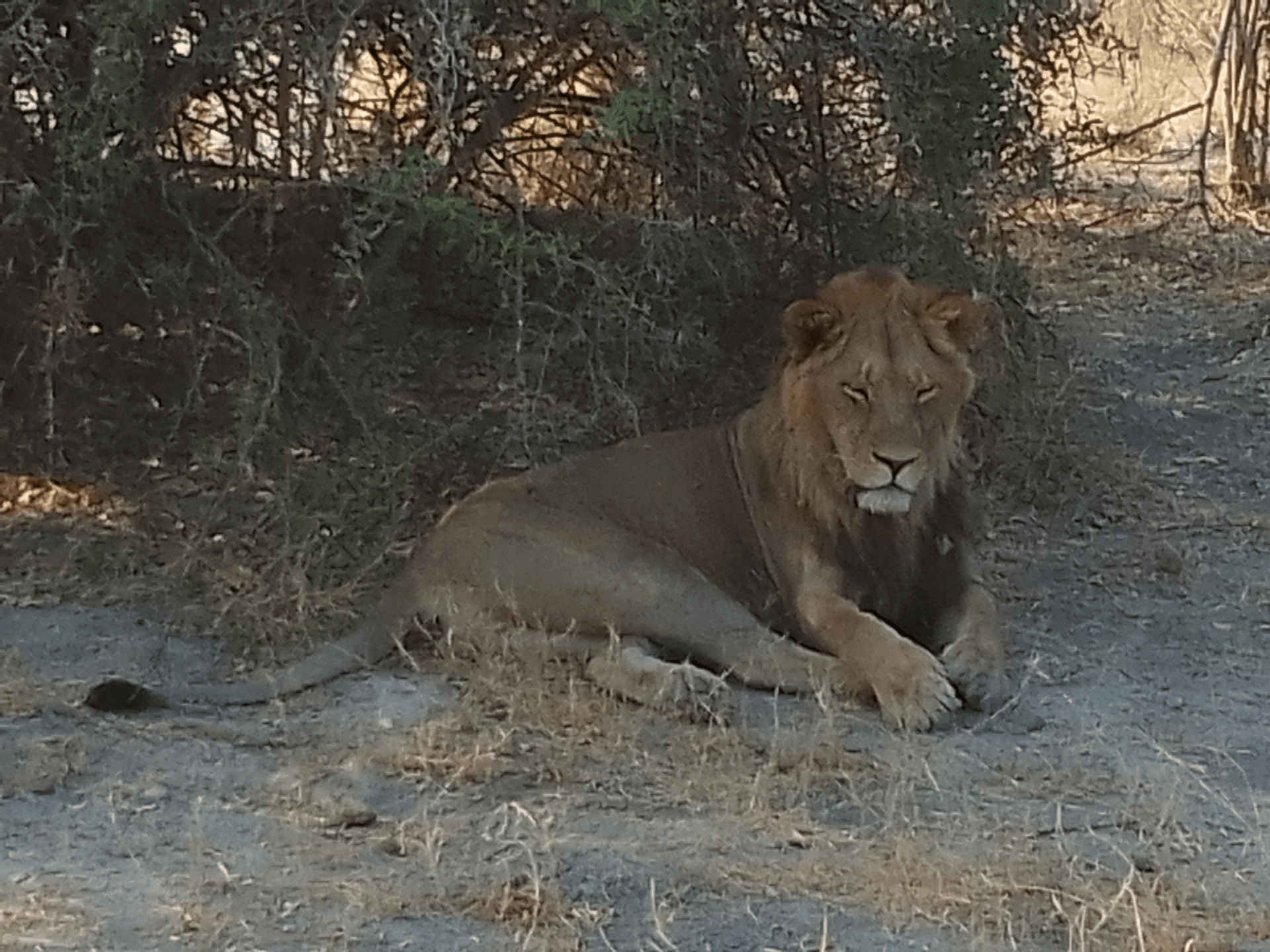 The lion was tired after fighting for territory fight in ann area which he was claiming was his own area. – by Afenanye Kamunyela
