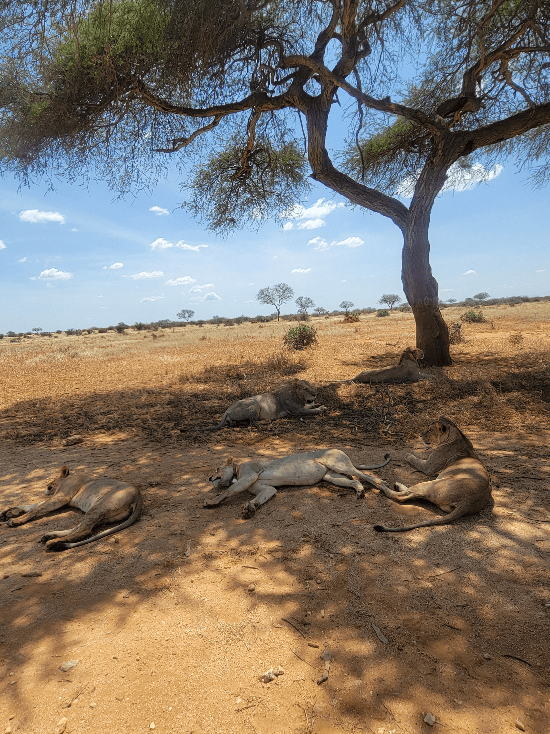 Lions resting under a shade on a hot day at Tsavo East just on the opposite side where we are watching from is a waterhole a strategic position for a hunt – by Benard Jillo