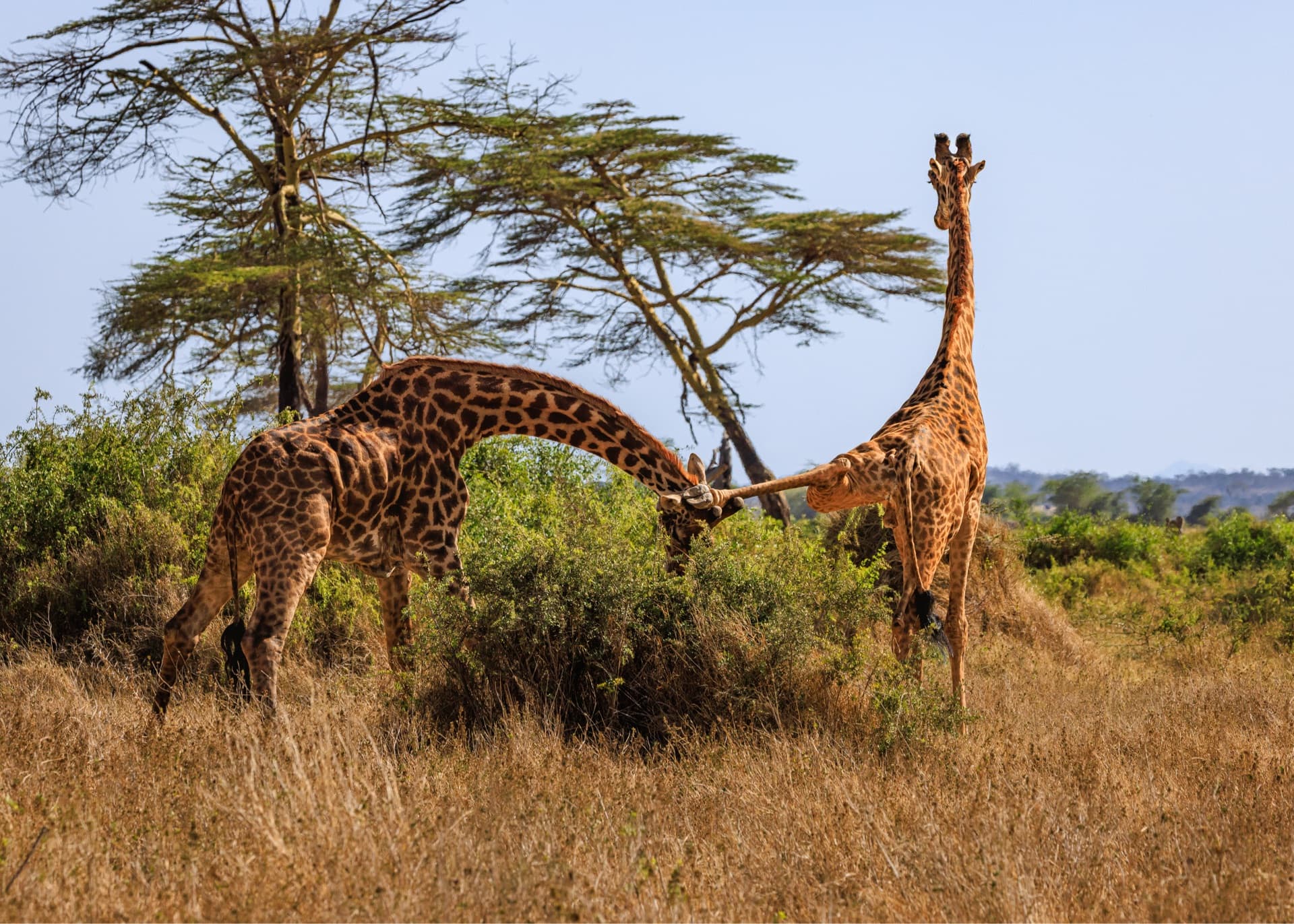 When a giraffe accidentally looks its foot on the ground hile necking. – by Rio The - Photographer