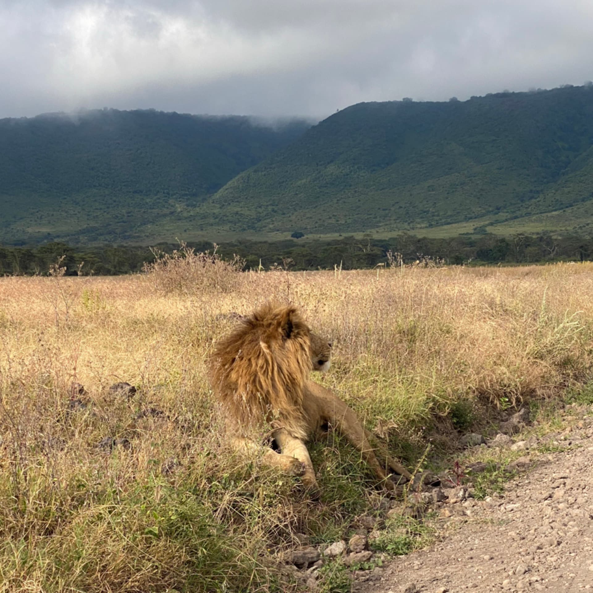Today on World Lion Day, I reminisce on my visit to Ngorongoro Crater. It was one of a kind experience. – by Rio The - Photographer