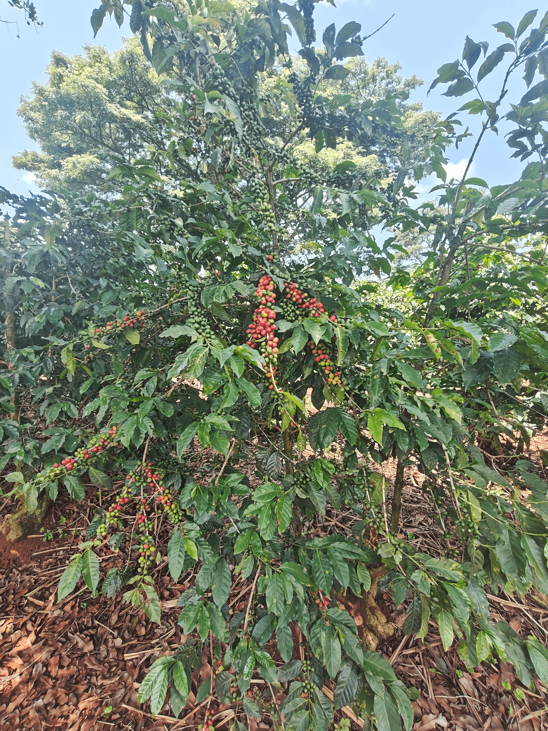 Coffee tourism at it's best: take a tour to Fairview Coffee Estates, one of Kenya's oldest (now) locally owned coffee farms. – by Robert Andrew