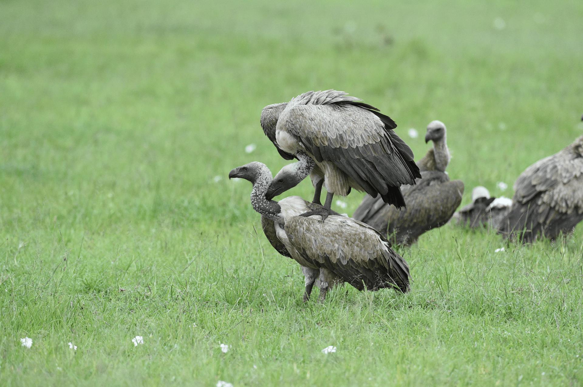 Bird photo challenge#Milton kasoe – by Milton Lazeki