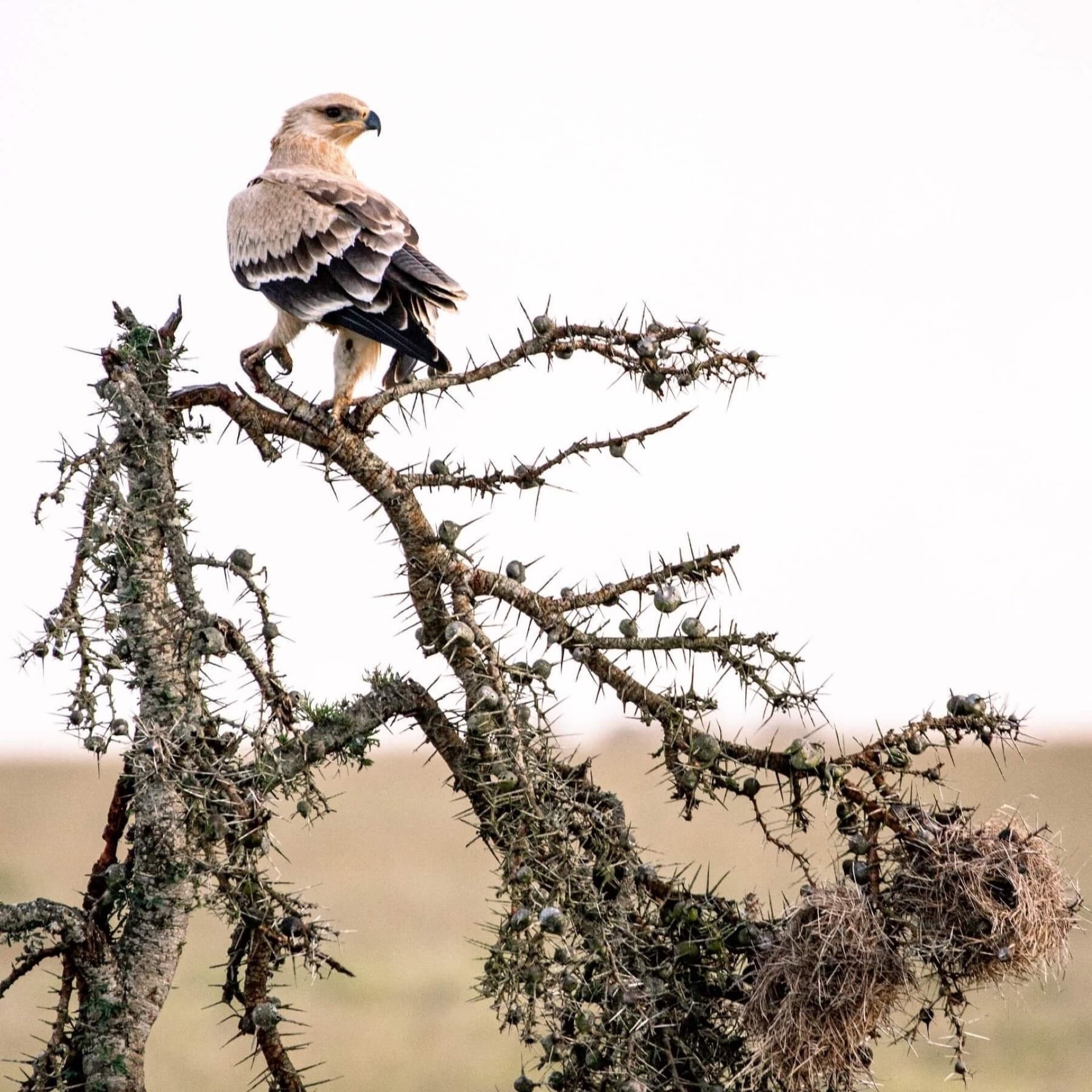 The King of the skys – by Jp Safaris