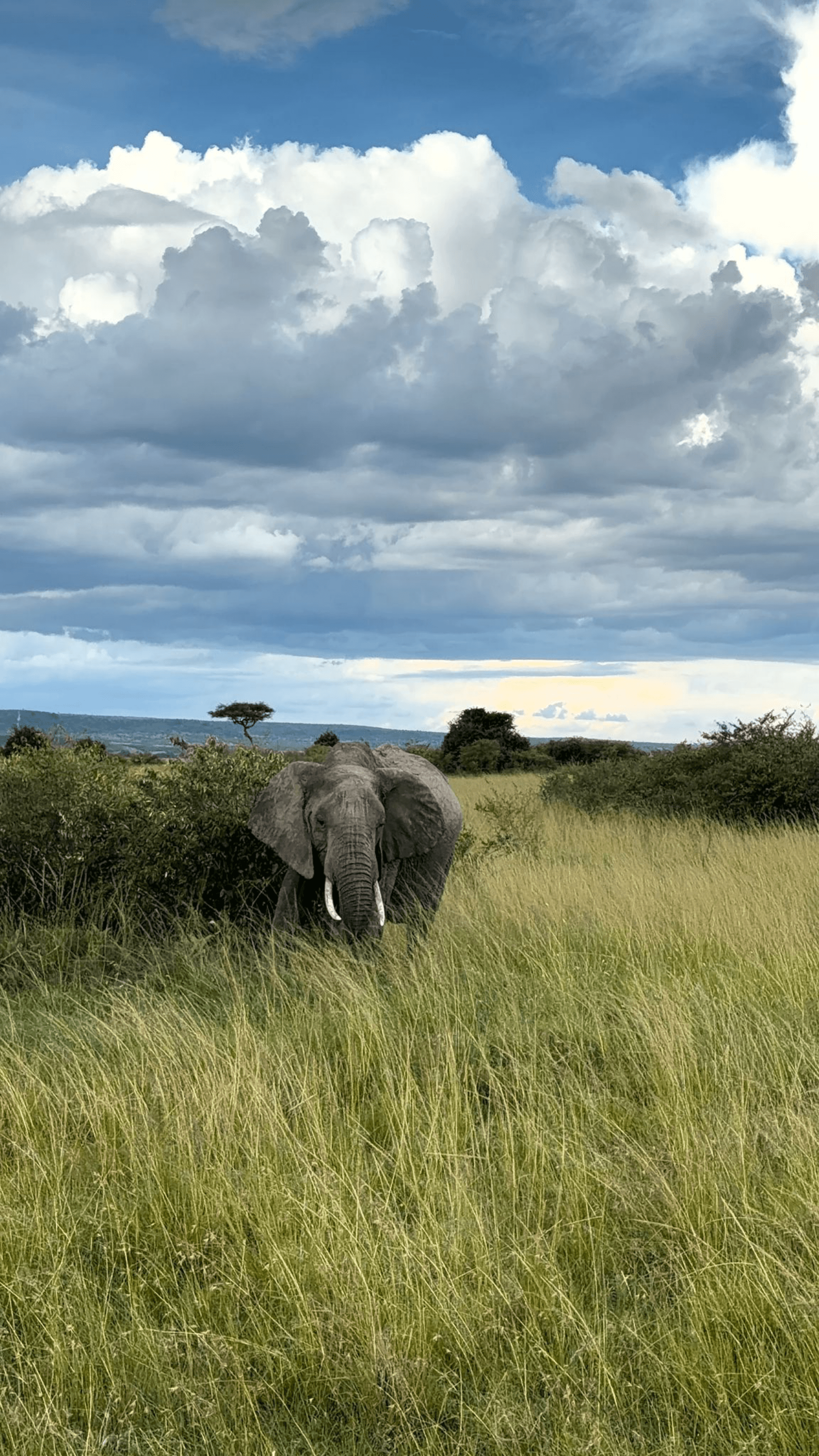 Gentle giant of the wild. 🐘 – by Shem Nyamai