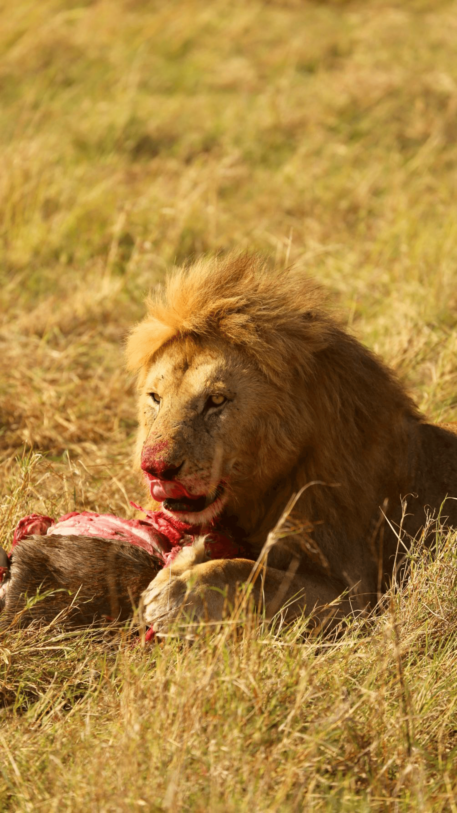 A lion enjoying its first meal of the day after a successful hunt, an incredible experience from the chase to the final feast. – by Shem Nyamai