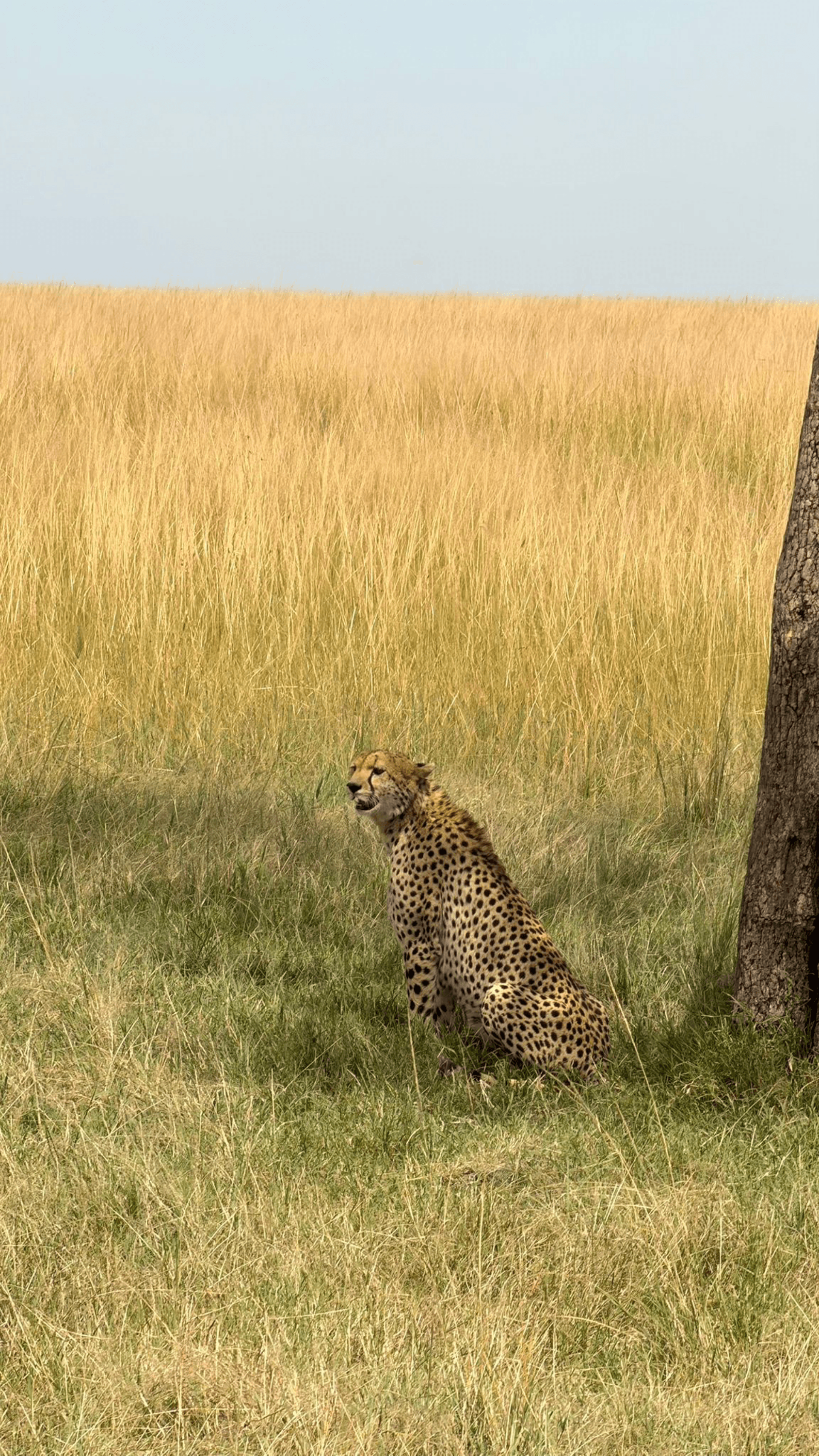 Spotted this cheetah resting under a tree after hunting through the savannah – by Shem Nyamai