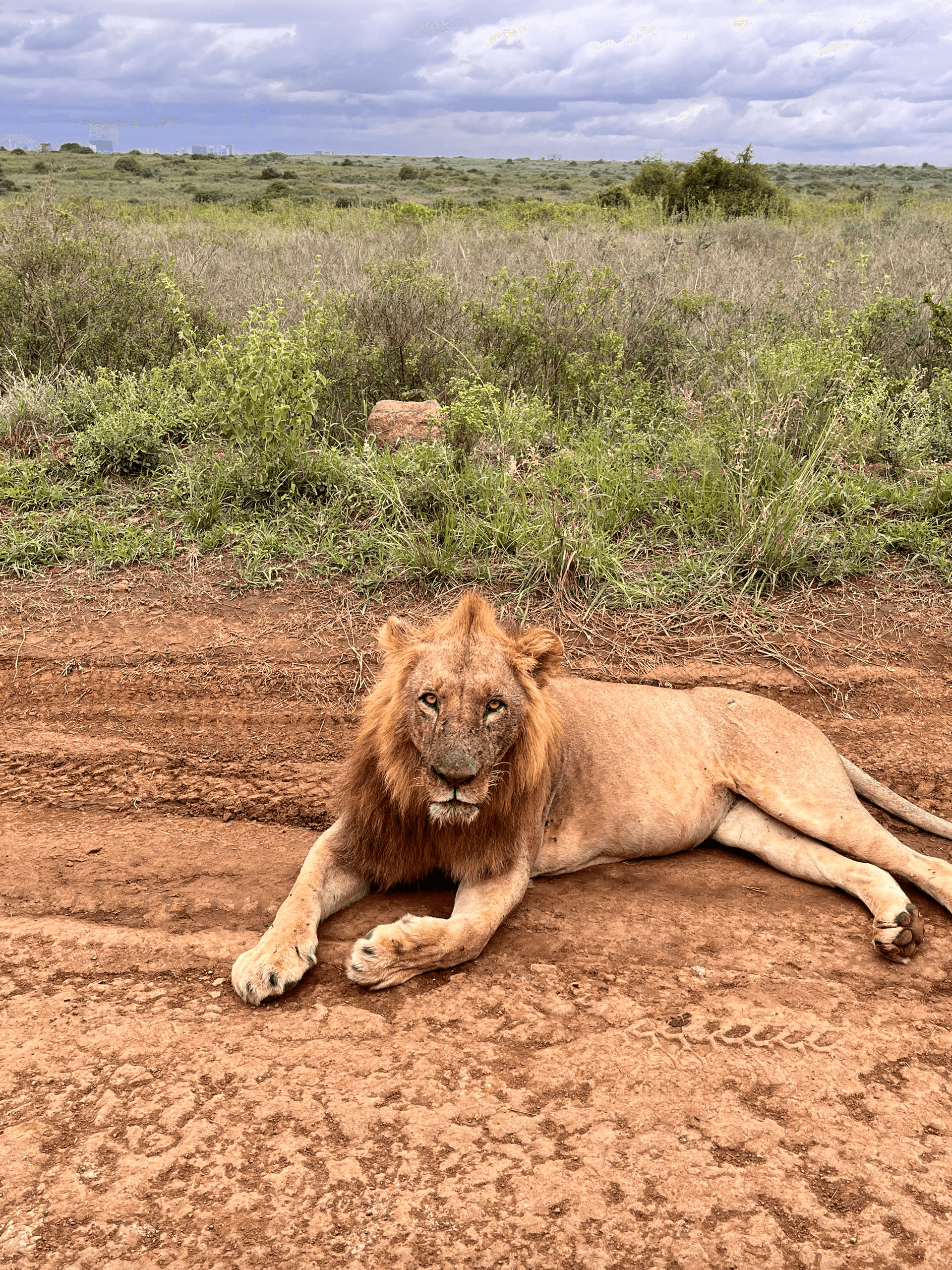 Sele the King of Nairobi park – by Brian Karanja