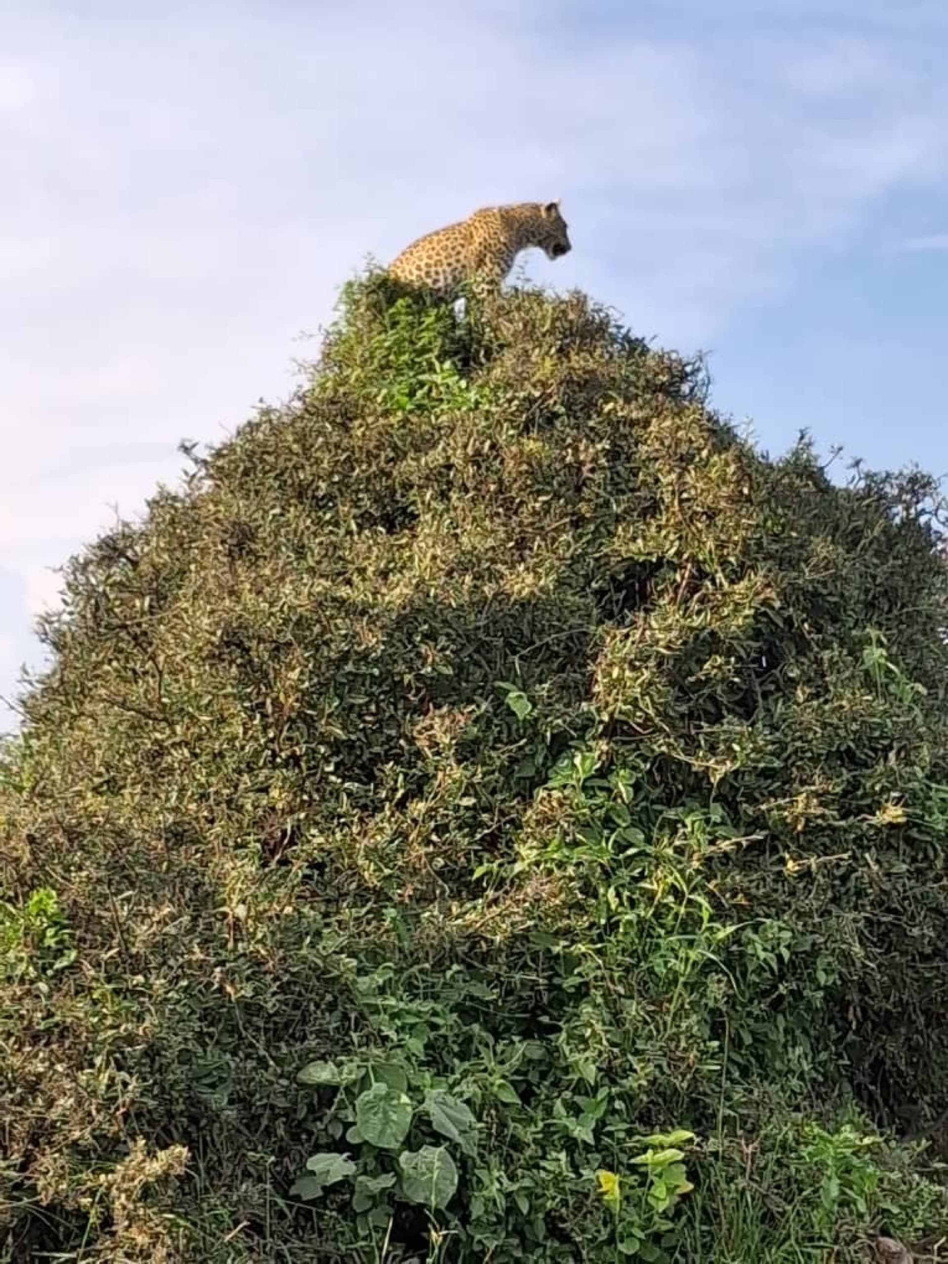 As were out on drive we saw this young female leopard hunting the mongoose but they were too smart for her she failed but it was awesome to watch as she ended up sitting on top of the termites mound that is covered by wooly capper bush,okavango Delta – by Ndebo Tongwane