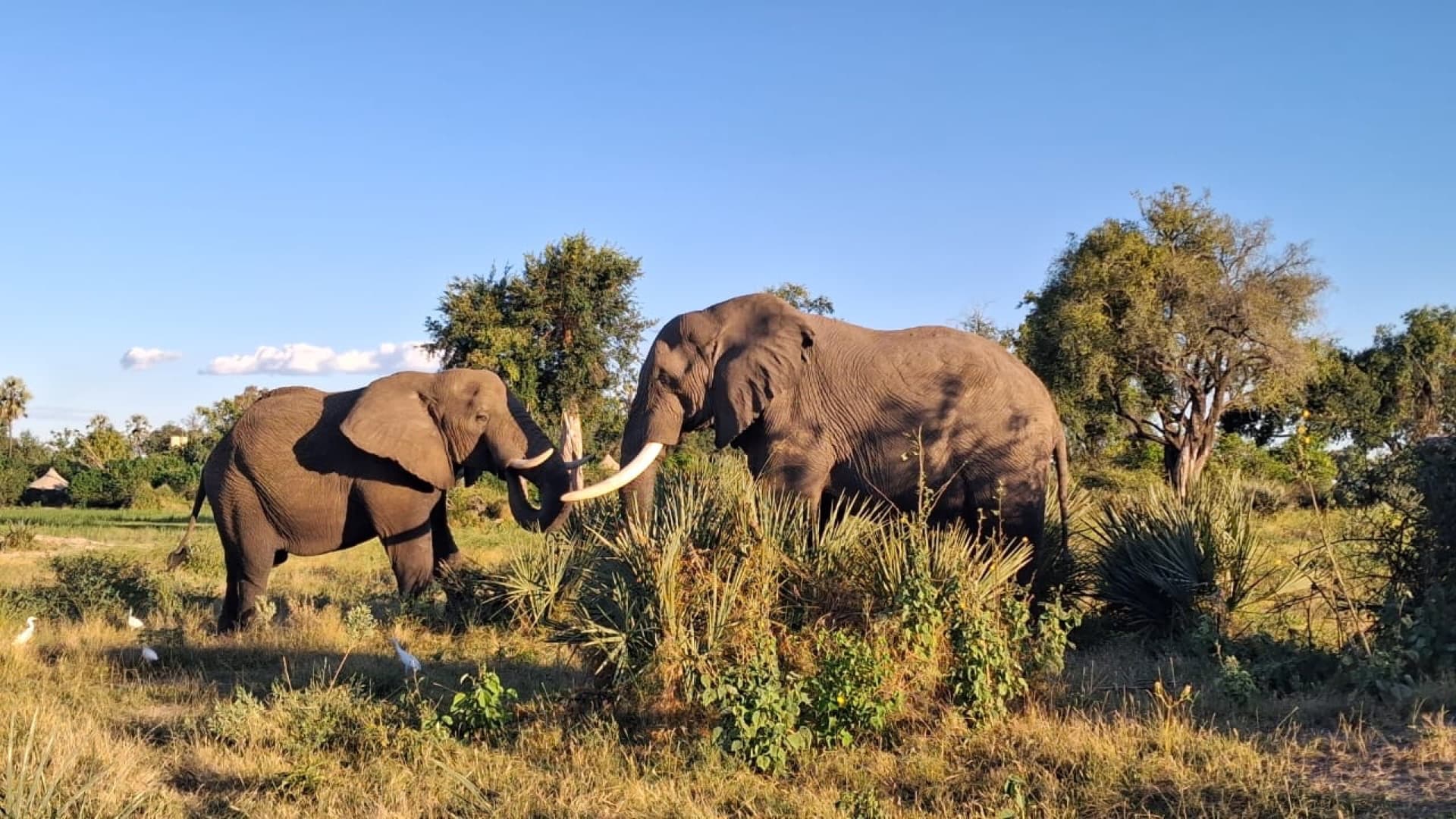 Watching the gentle giants of Africa is always something,this two bulls did bit of sparring while we were watching them,the light was good for us to do some photography – by Ndebo Tongwane