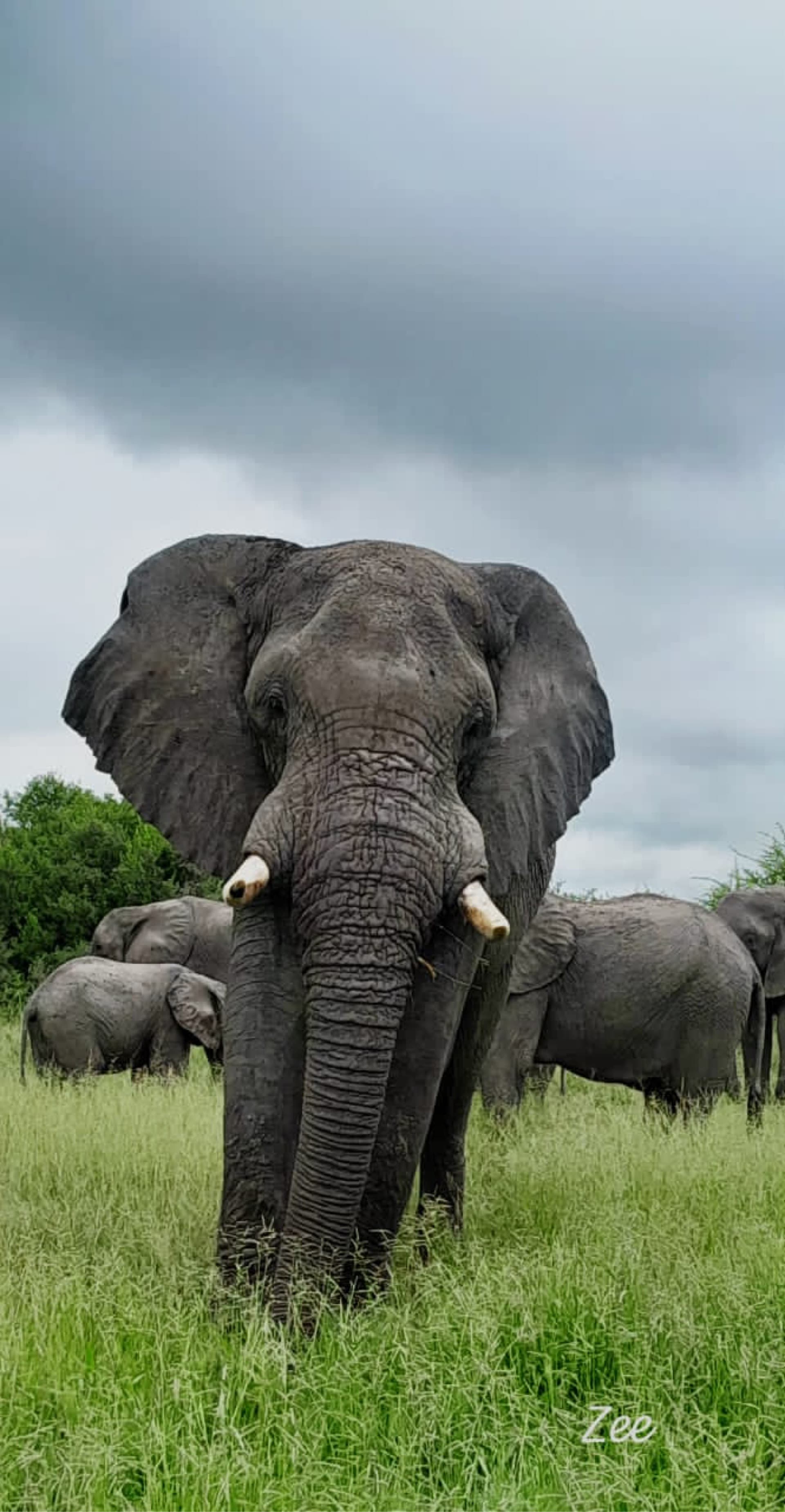 Wow amazing this bull came close us while were watching them he was just inquisitive also very relaxed,it is one of those moments that when it happens like Wow I have been done that – by Ndebo Tongwane