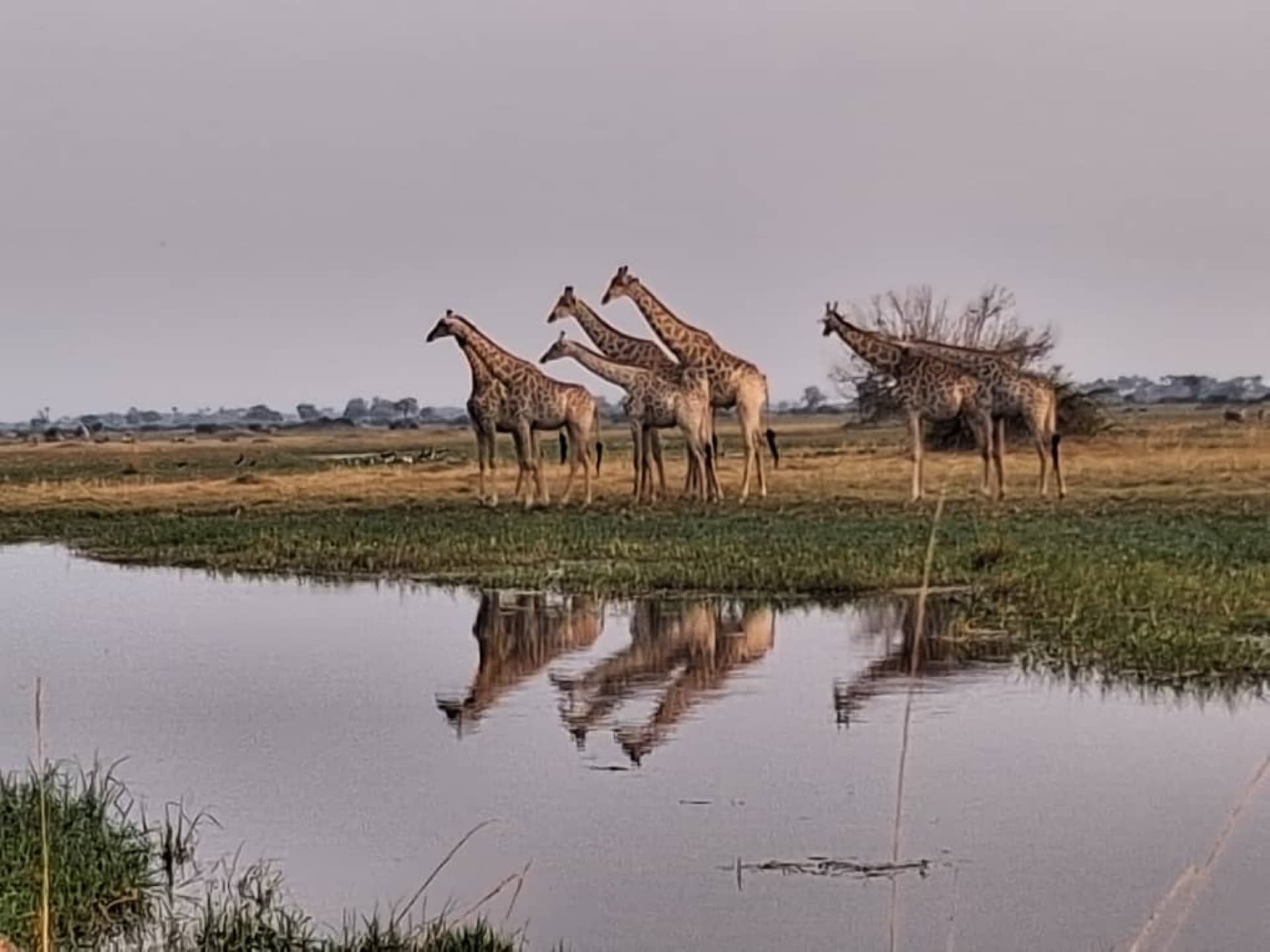 A very nice sighting of giraffes that we stumbled across as they were about to cross the channel but being a little skeptical about doing it because of what could be in the water which will be crocodiles – by Ndebo Tongwane