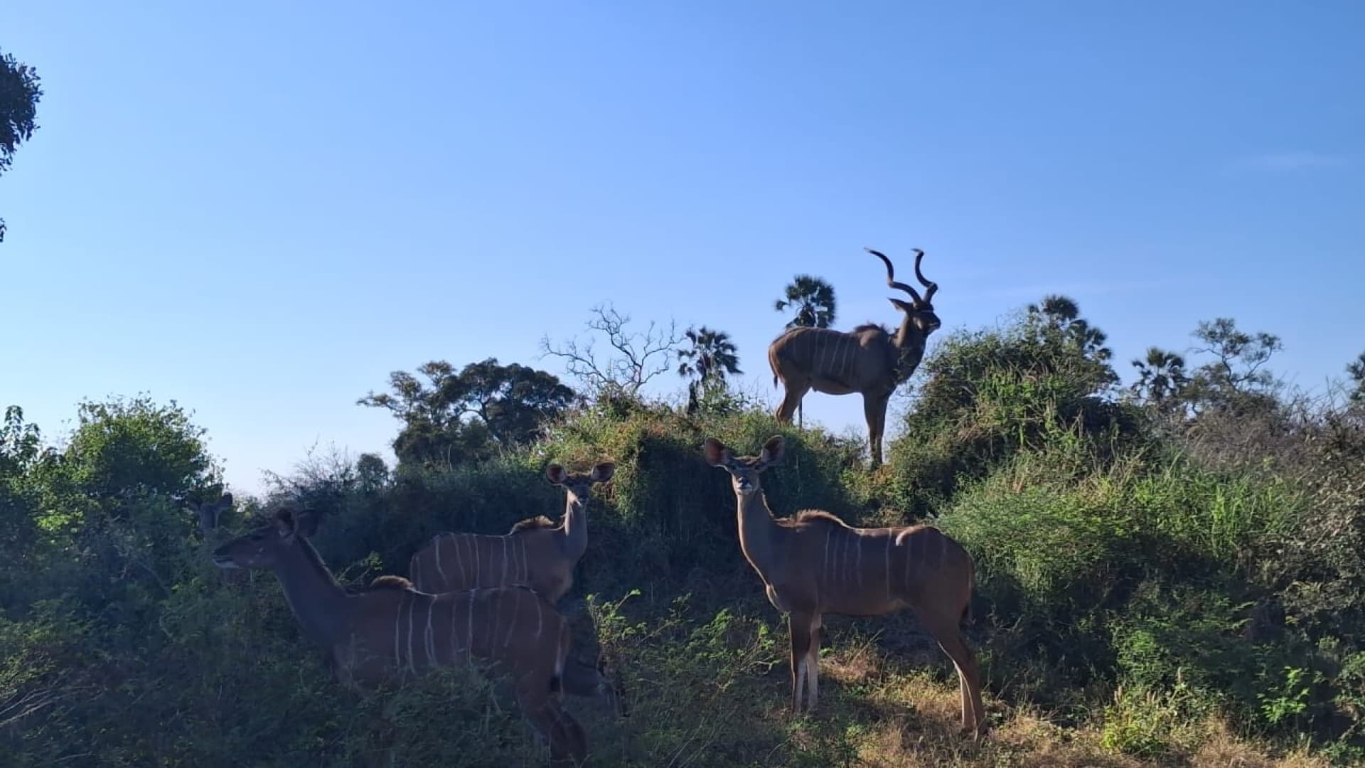 Just for the beauty of it this young male kudu was standing on a termites mound being a sentry because the lions had just walked by earlier – by Ndebo Tongwane
