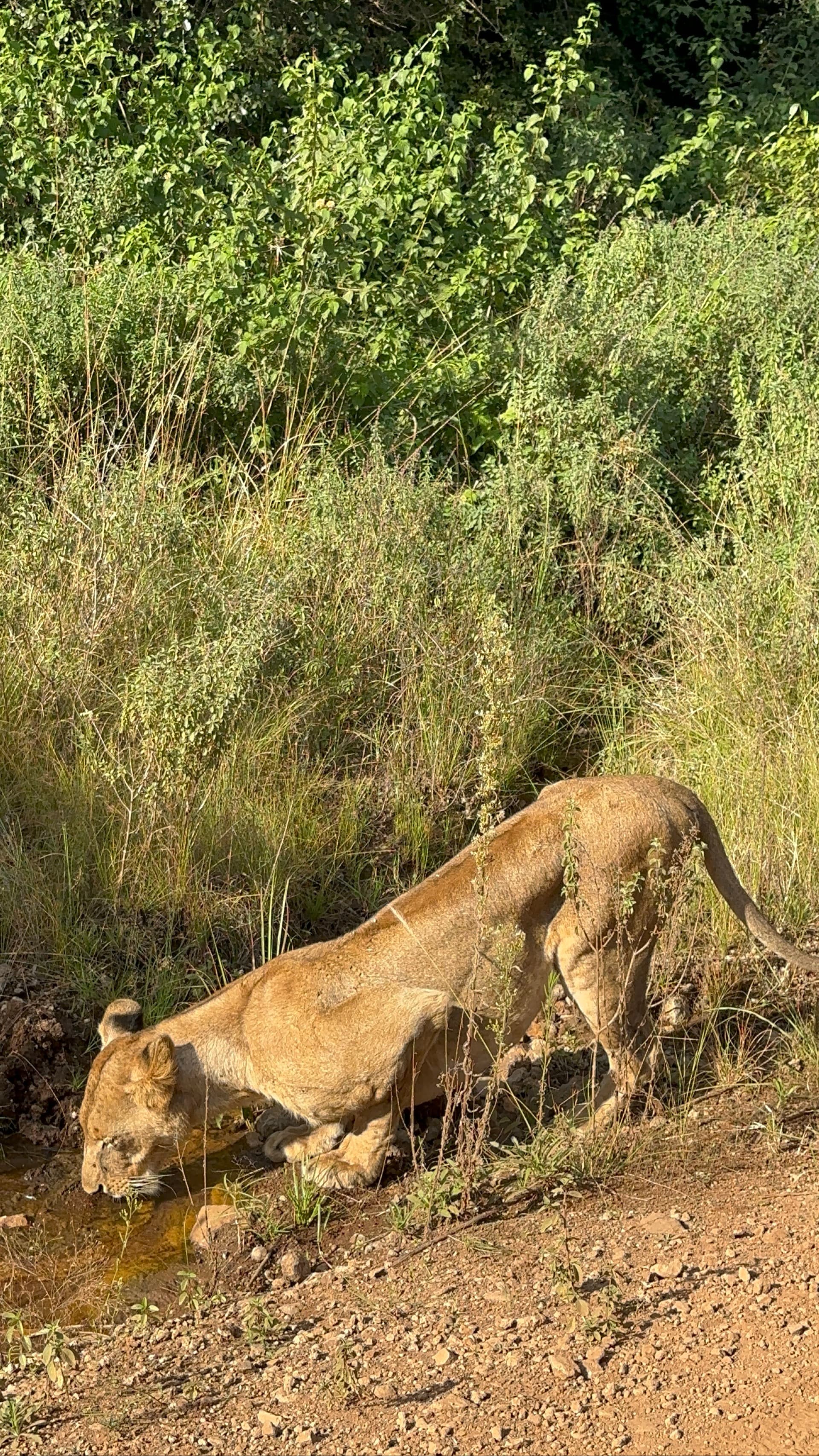 Frank Safaris's story on Join Africa