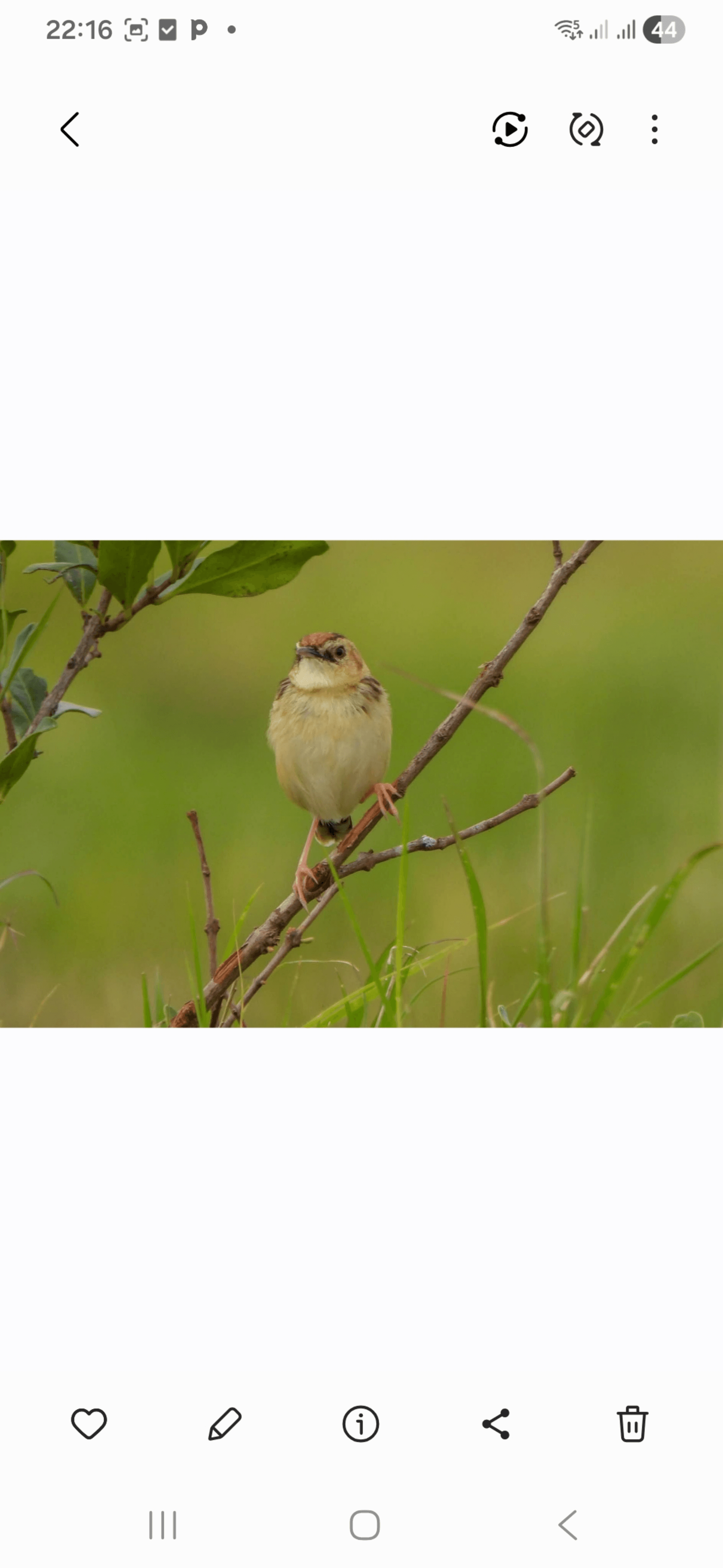 Aberdare Cisticola is a small brown songbird found mainly in the highland grasslands of central kenya .It belongs to the cisticola family birds known for their soft feathers , hidden lifestyle ,and musical calls#teamNairobi#joinAfrica#birdsofkenya – by Amos Muchiri