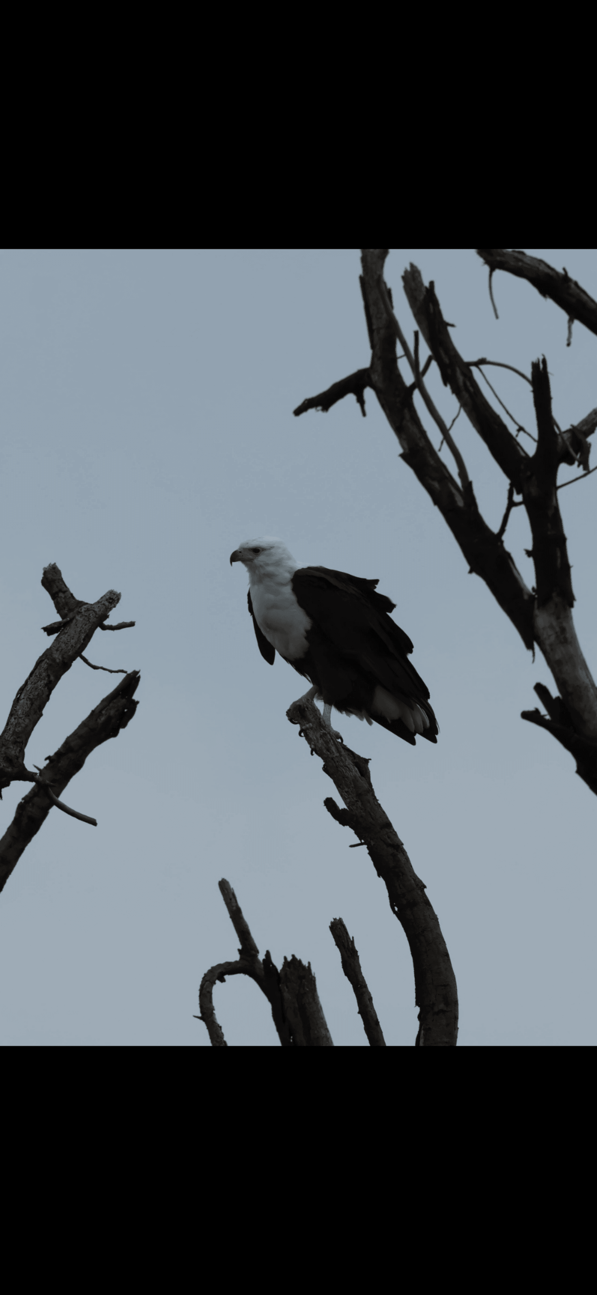 African Fish Eagle..have an iconic call that is one of the most evocative sounds of the African wilderness..pairs often mate for life and maintain territories year round #team Nairobi#Birdsofkenya – by Amos Muchiri