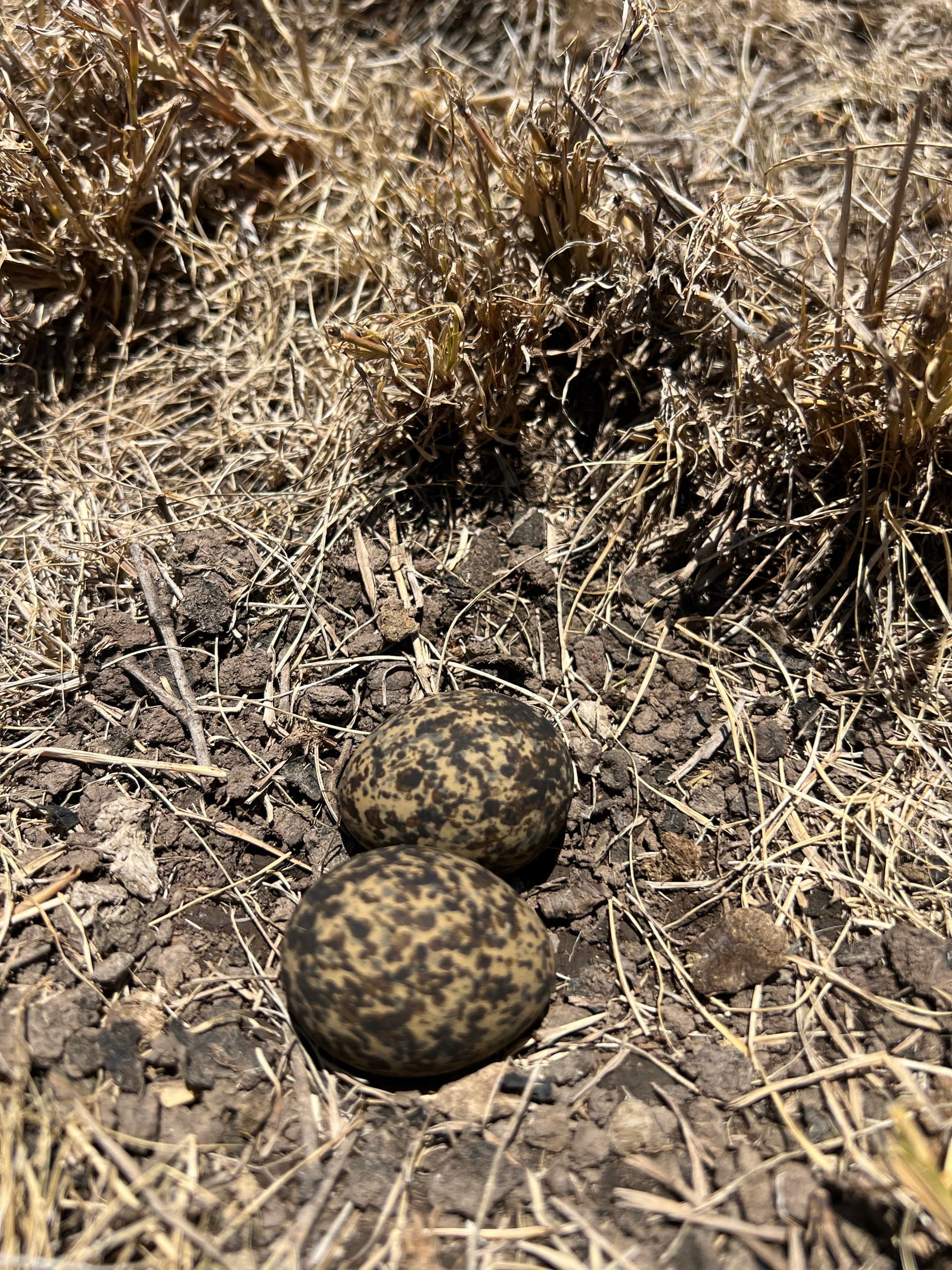 Crowned Lapwing Egg – by Tipatet L