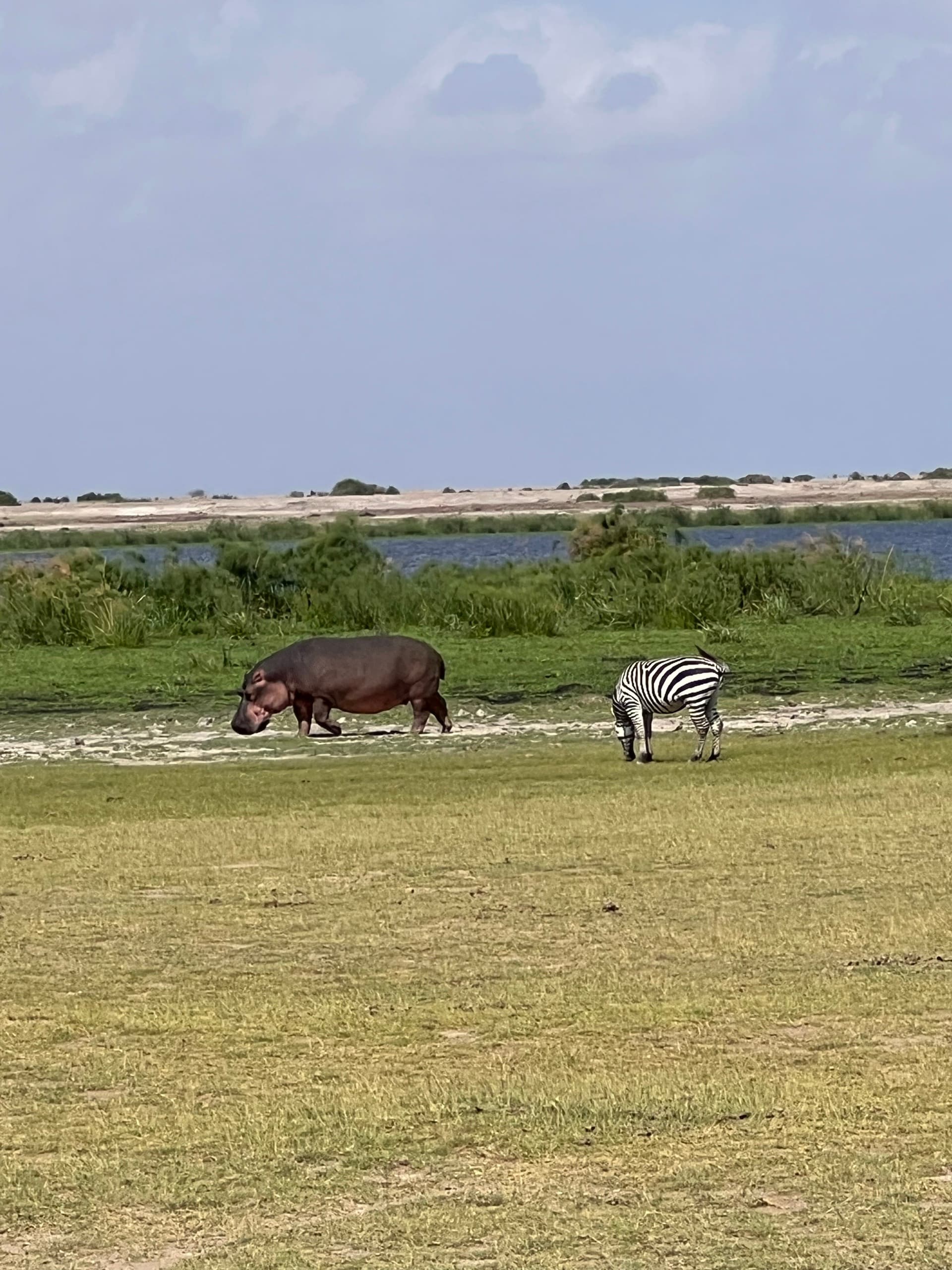 By day, even a hippopotamus retreats from the sun ☀️ – by Tipatet L