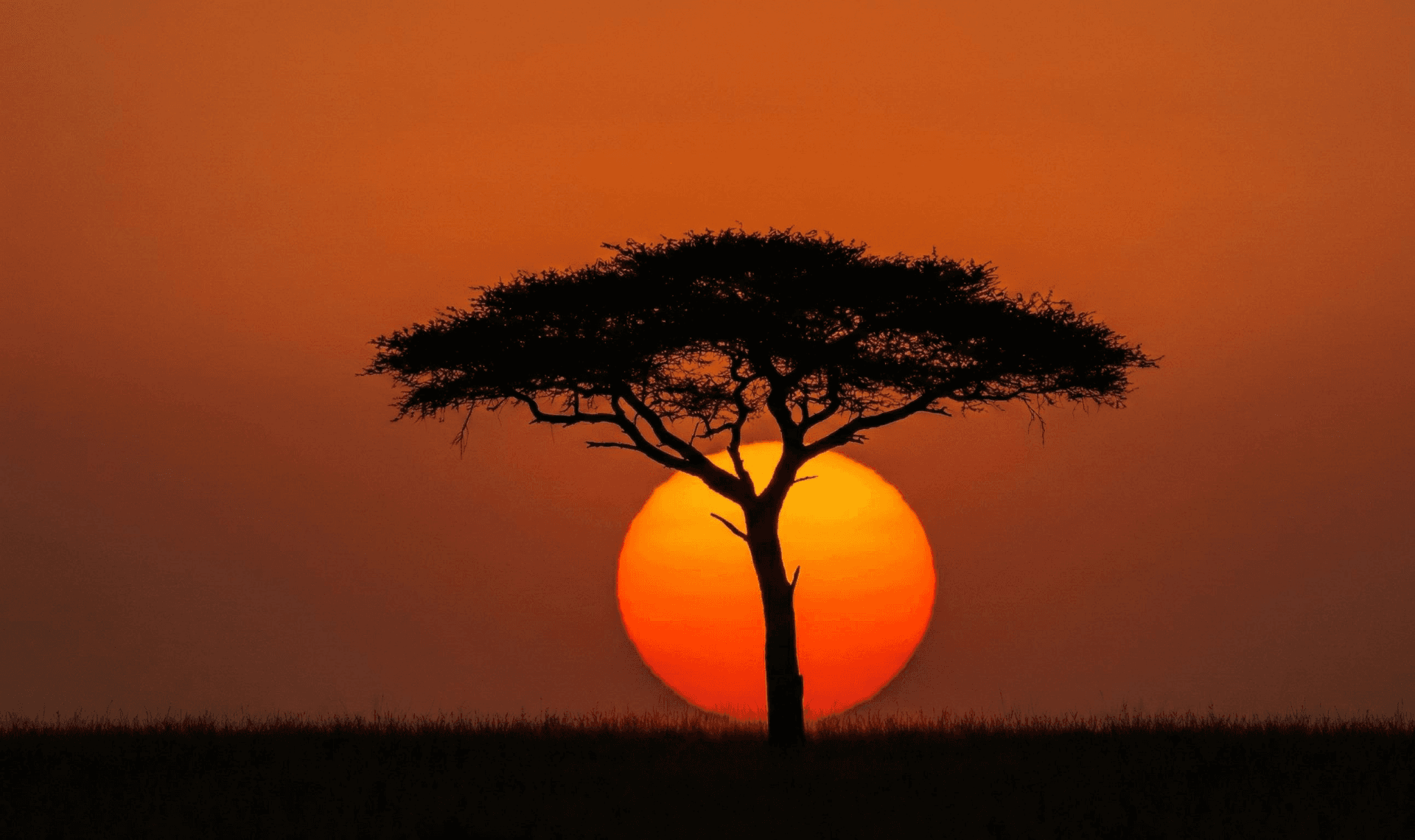 “Adventure begins where the wild things roam.”
“Capturing untamed beauty in its natural home.” – by Anthony Mwai