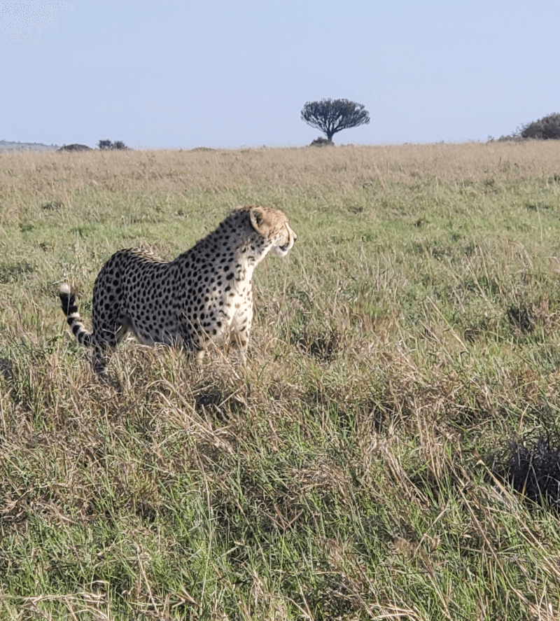 Beauty and Elegance
male cheater on the plains of maasai mara – by Titus Kioko