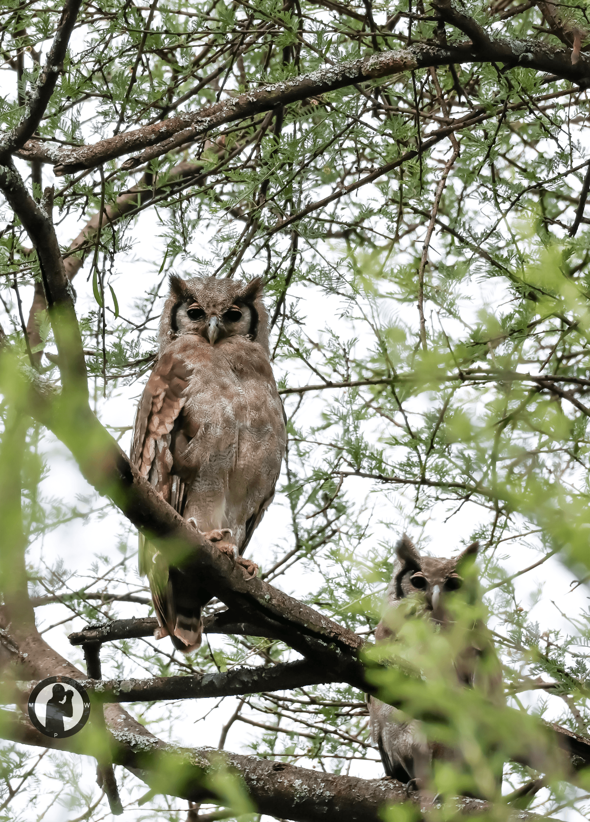 Verreaux's Eagle Owl
Baringo,Kenya. – by Martin Wanjohi