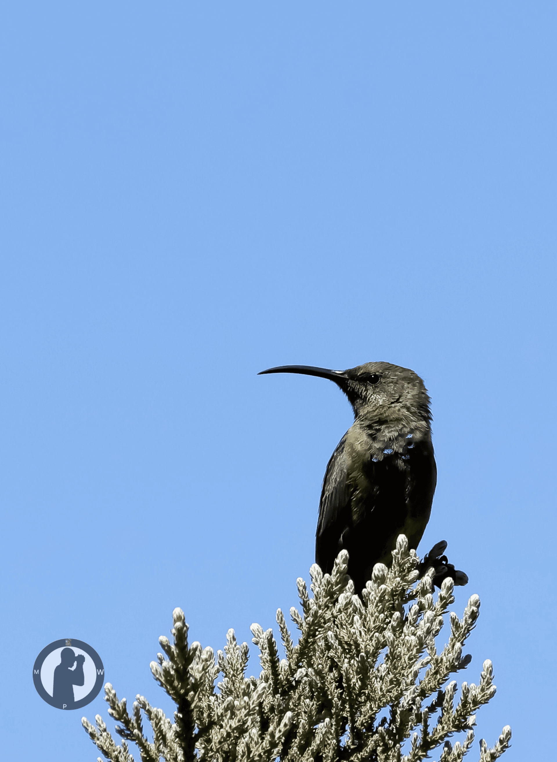 Scarlet- tufted Sunbird
Aberdare National Park,Kenya. – by Martin Wanjohi