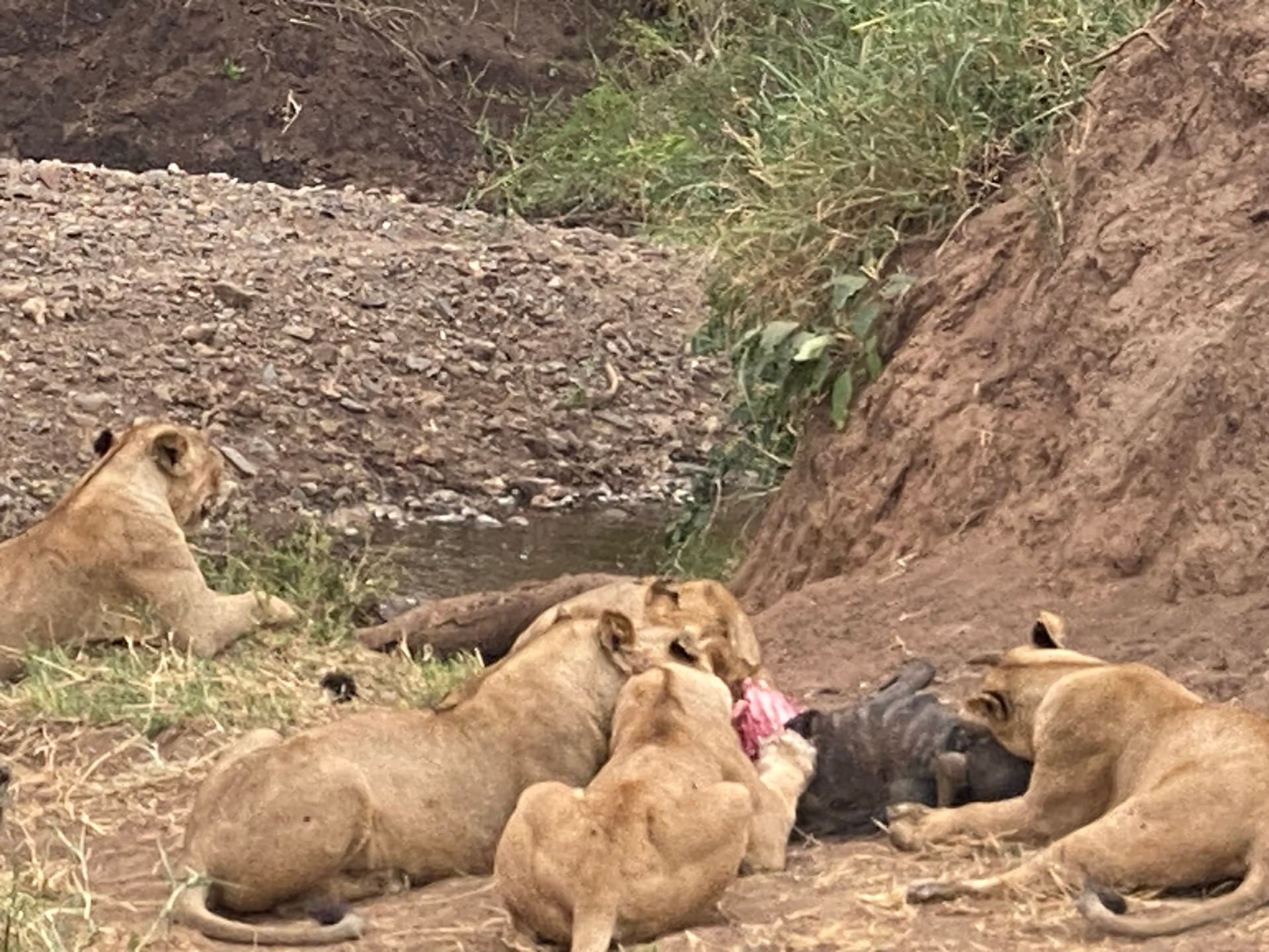 The pride of lions hunted a wildebeest – by Joseph Mollel
