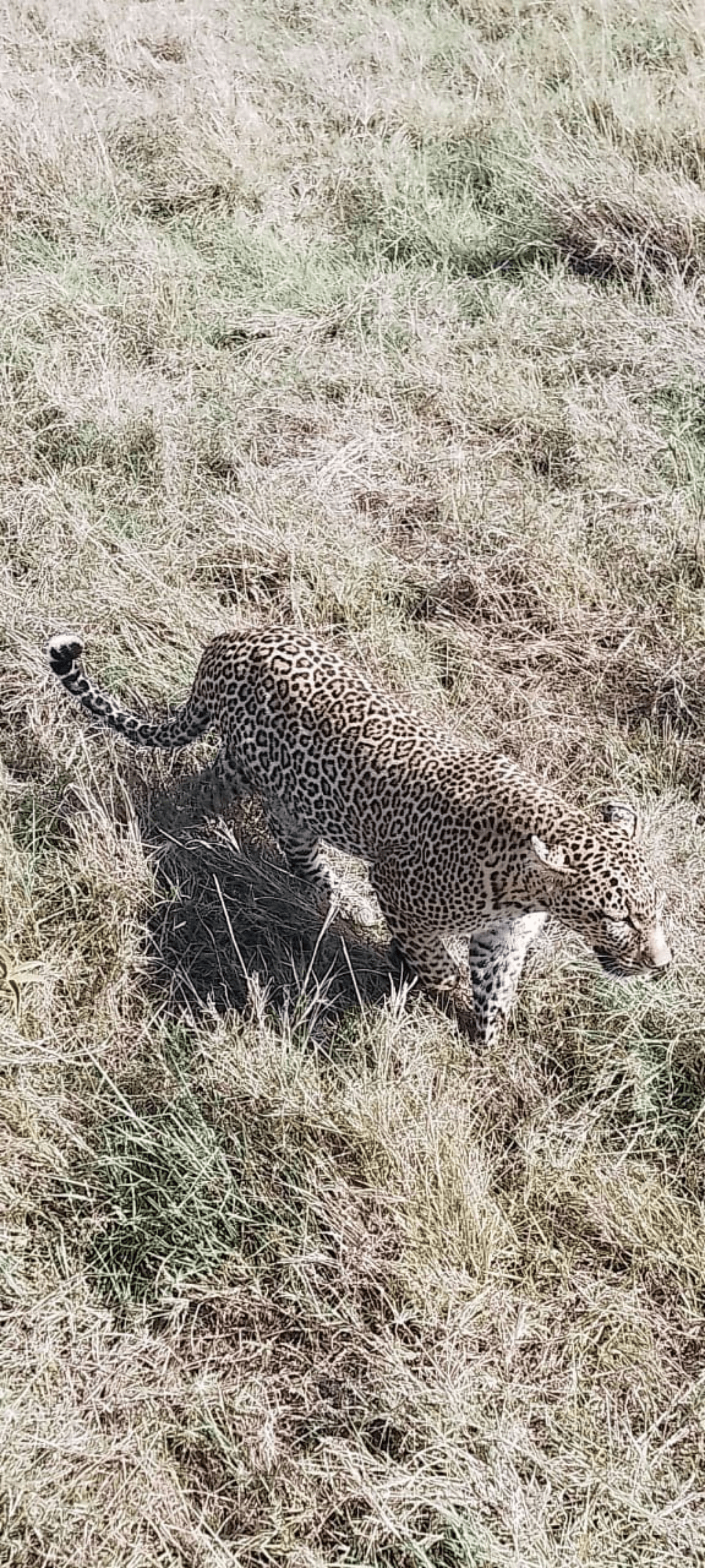 Masai Mara – by John Mwangi