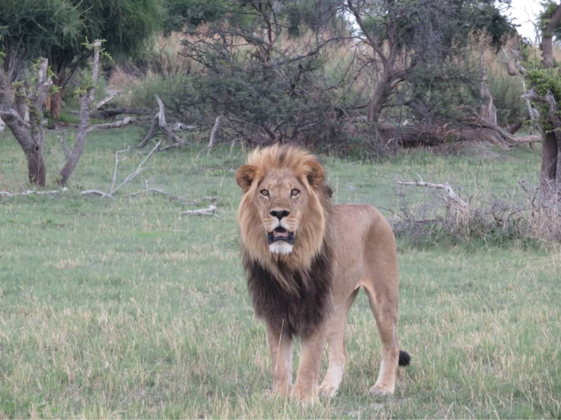 I awoke in the morning refreshed and ready to explore on a Botswana safari. As the sun peeked through my tent and I completed the normal morning rituals, I thought about the noises I had heard throughout the night prior that roused me from my sleep: the rustling of branches that brushed along the edge of the canvas tent; As I stepped out from under the canvas and into a curtain of morning air, I saw clear animals tracks in the along the pathway to my tent. I was in the middle of the African bush, and the division between human and animal was a quarter of an inch thick.We saw a big male Lion looking at us. – by Florance Kagiso