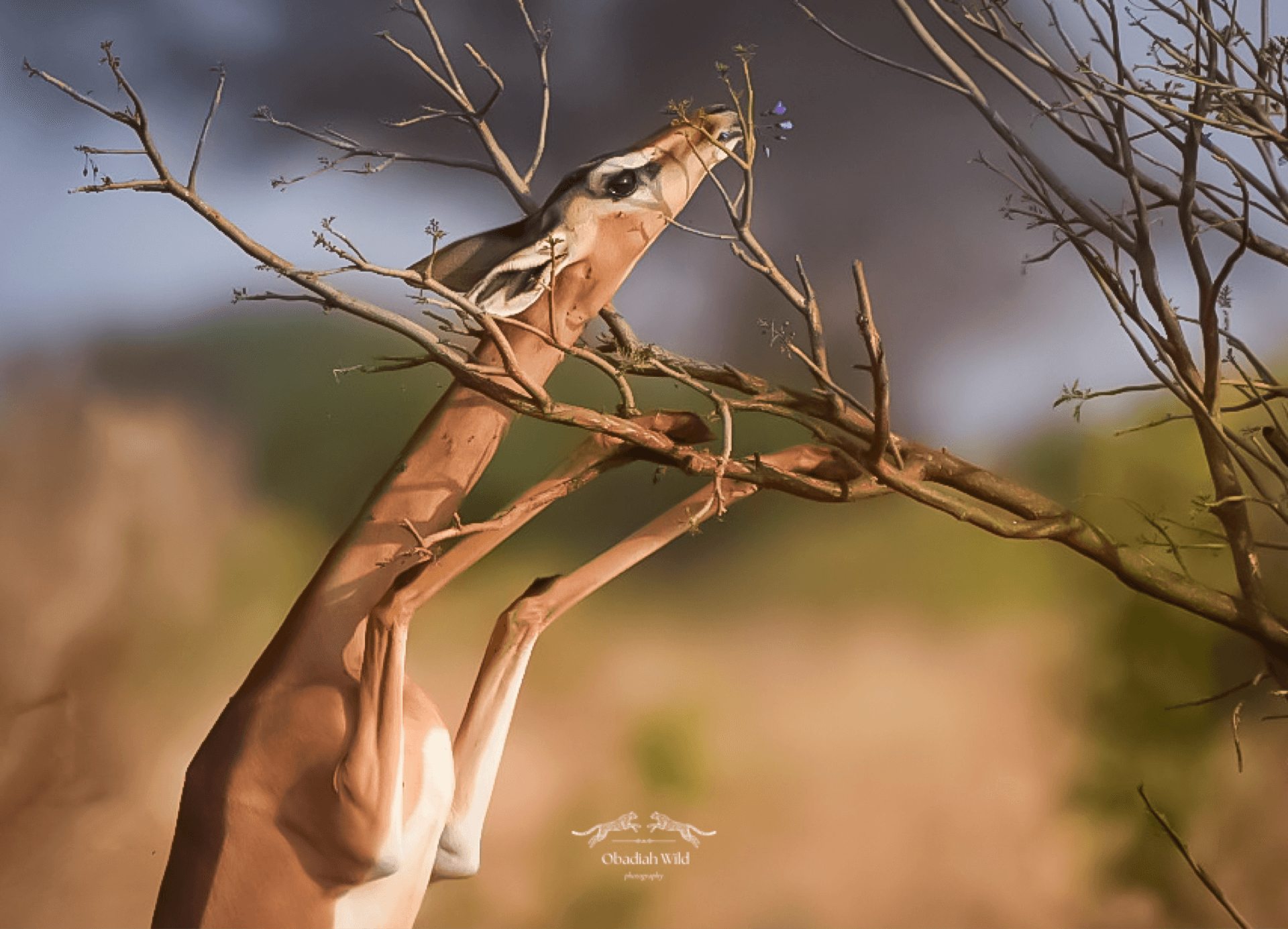 A Gerenuk reaching on higher succulent flowers – by Obadiah Muraya
