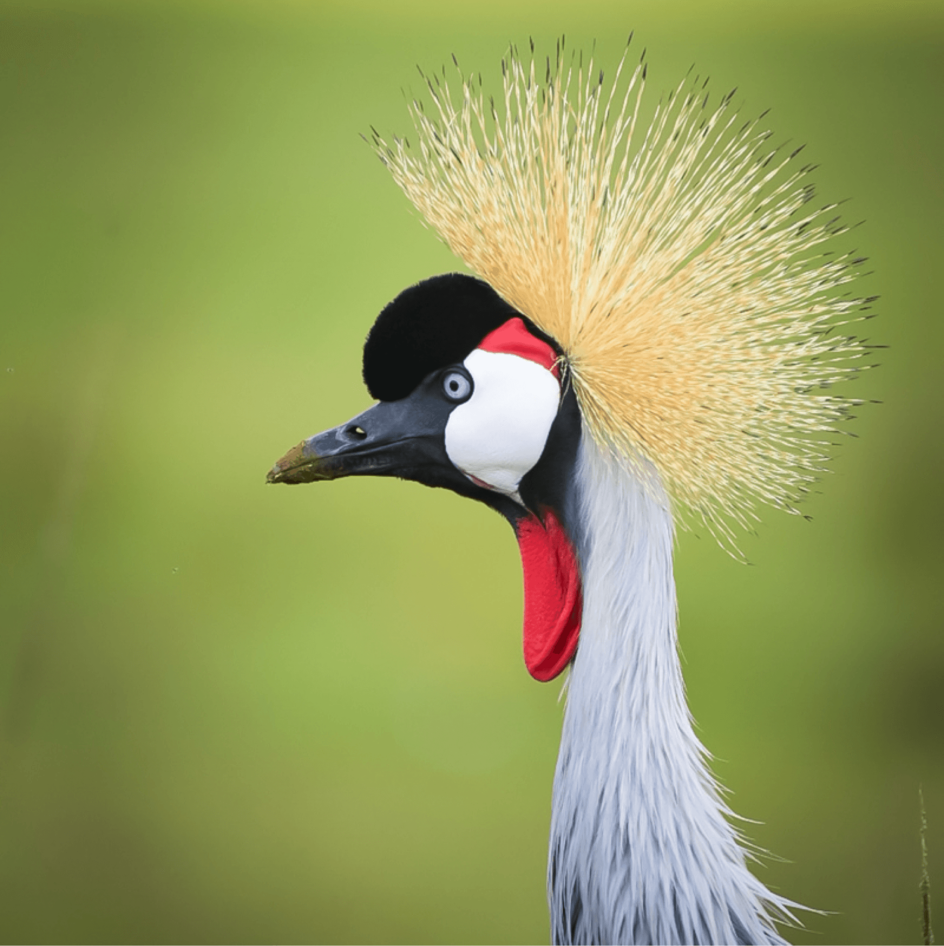A Gray crowned crane – by Obadiah Muraya
