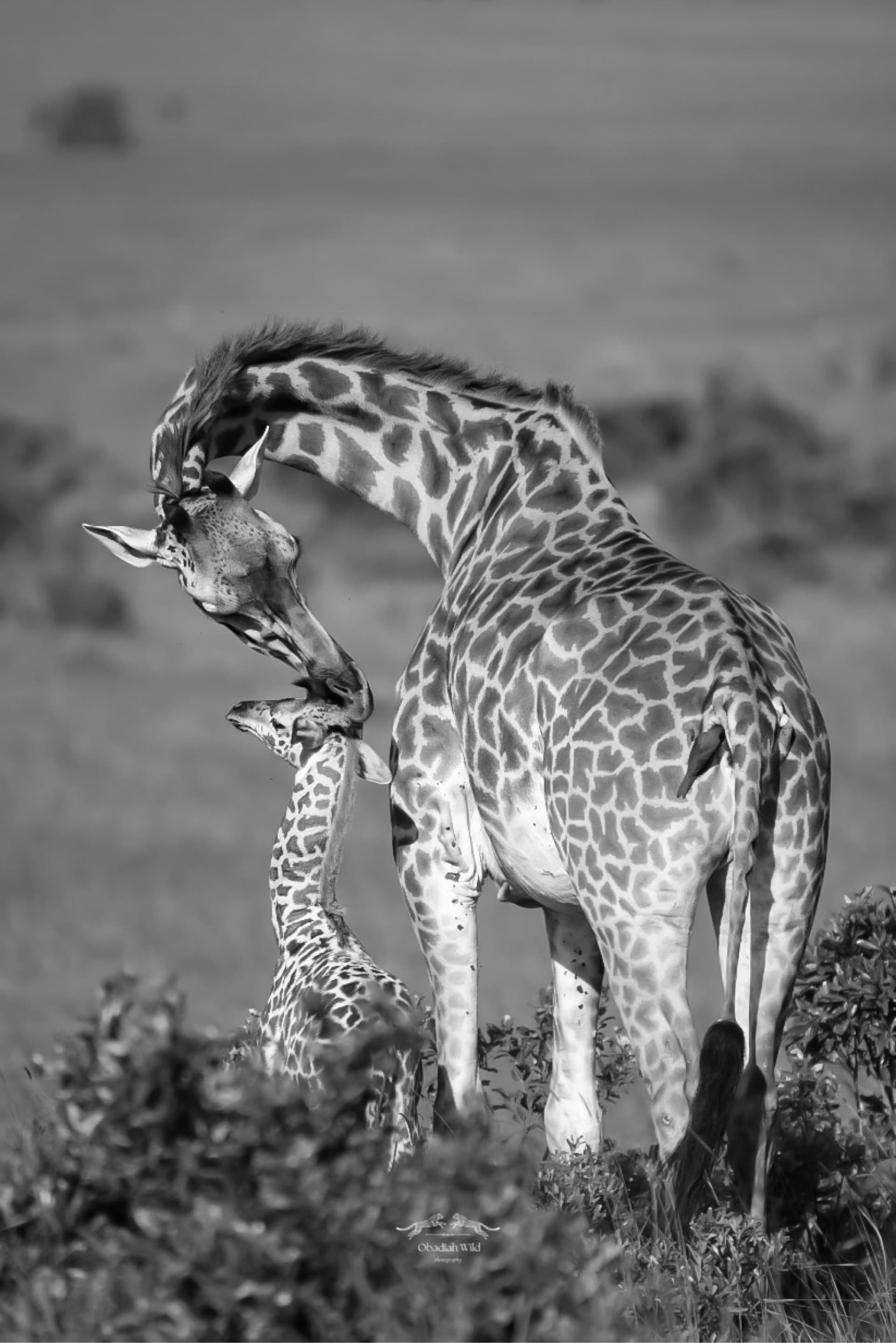 Mother's love – by Obadiah Muraya