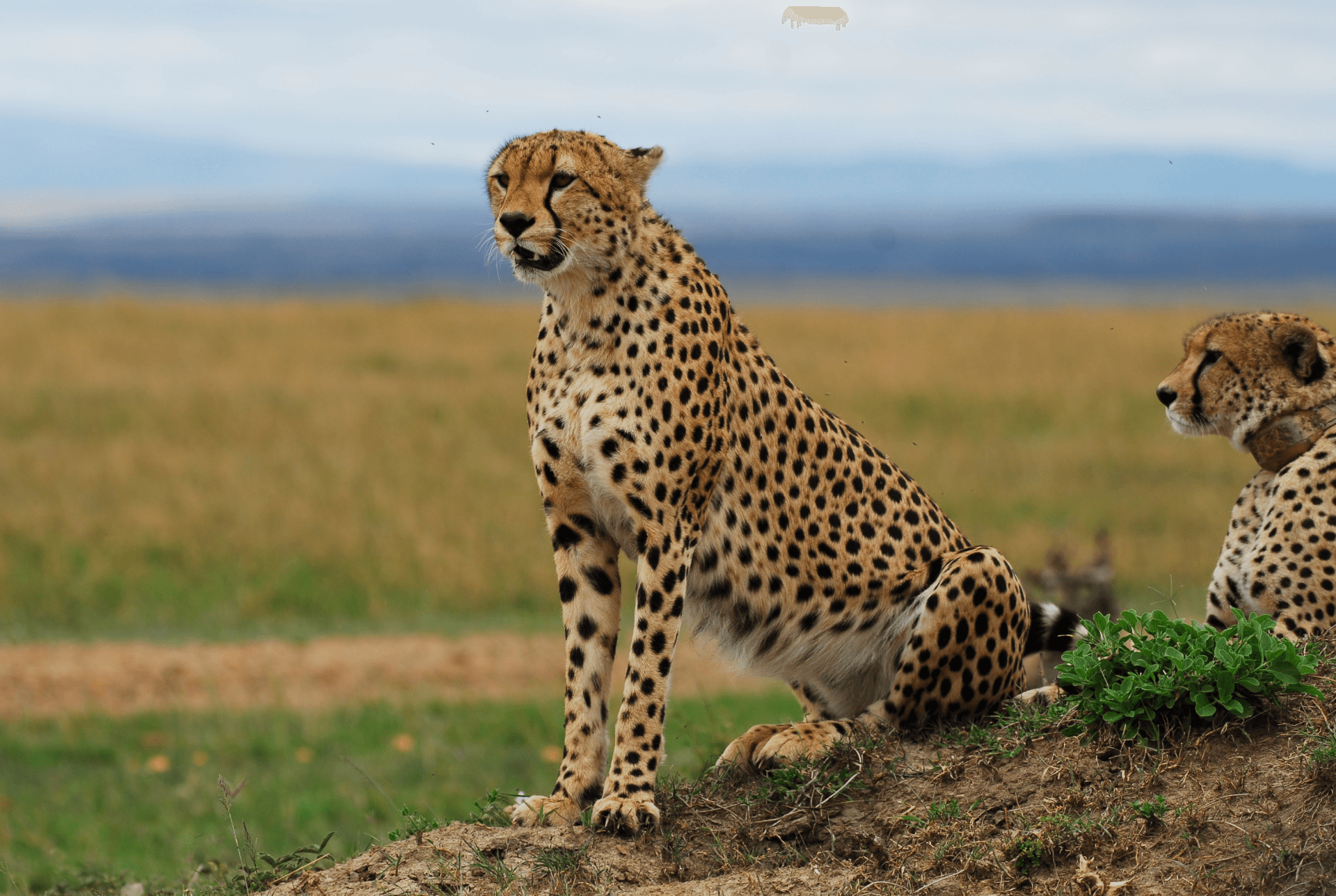One of the five cheetah brothers (Tano Bora) on lookout scanning for prey – by Newton Kongo