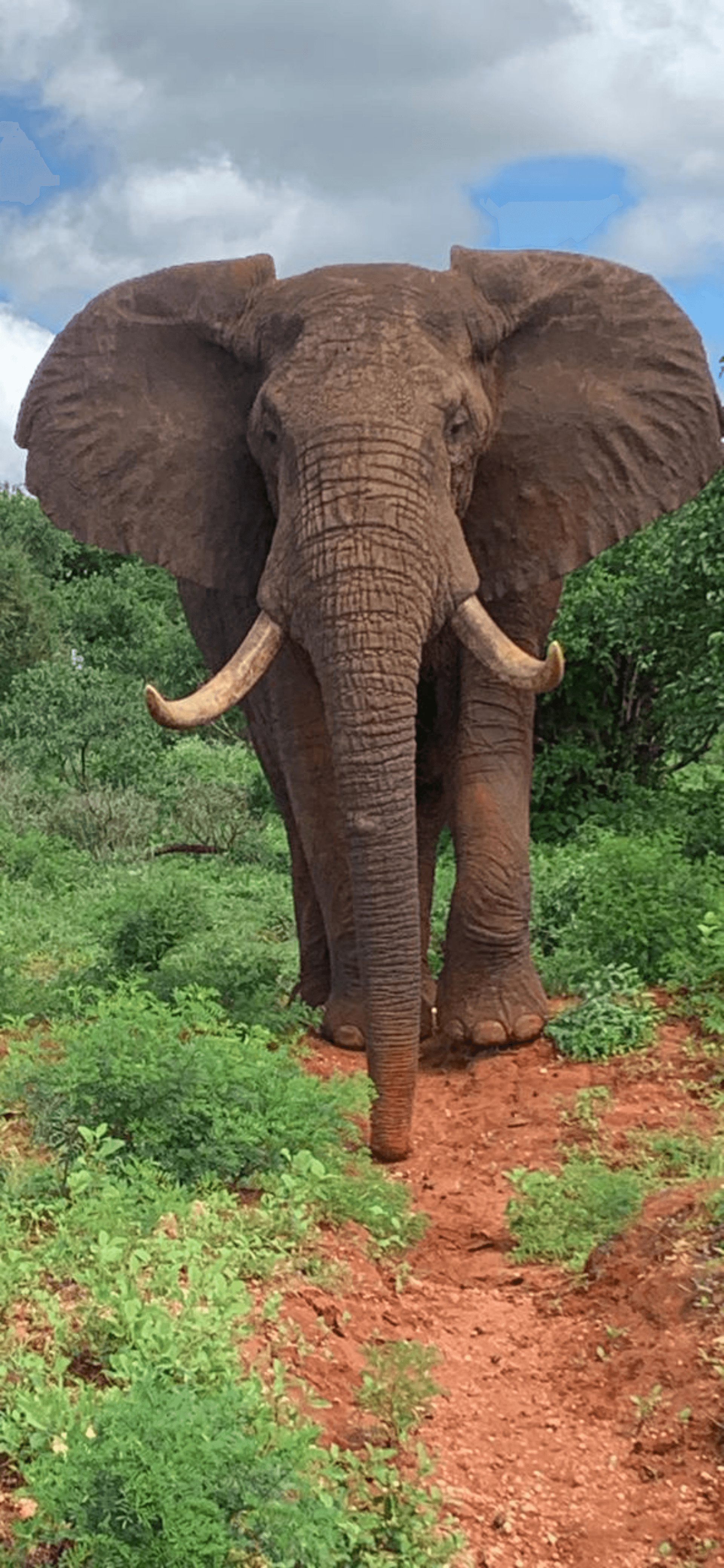 The majestic African elephant – by Susan Makau