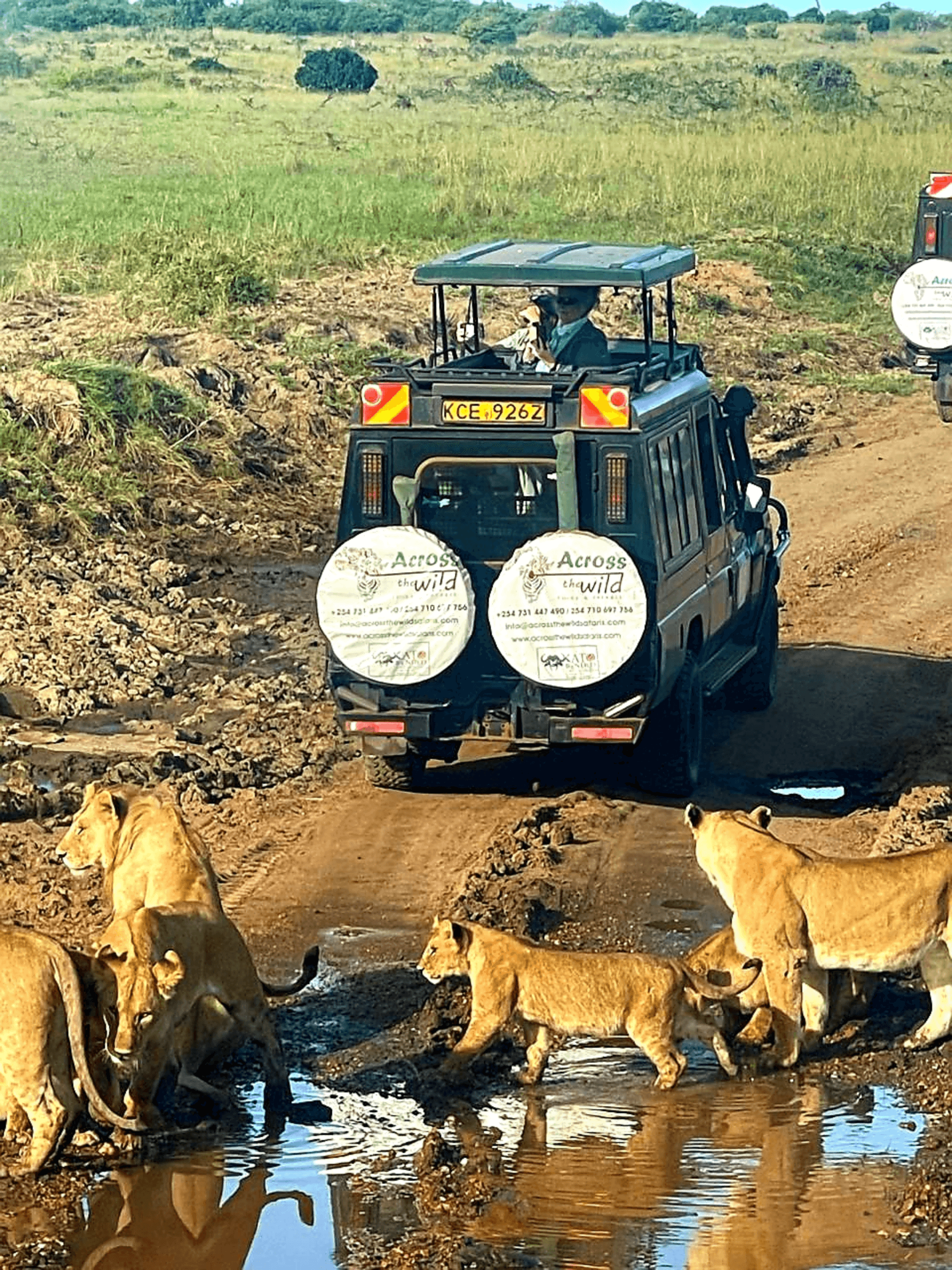 Paws and Reflect 🐾🐾🐾 – by Susan Makau