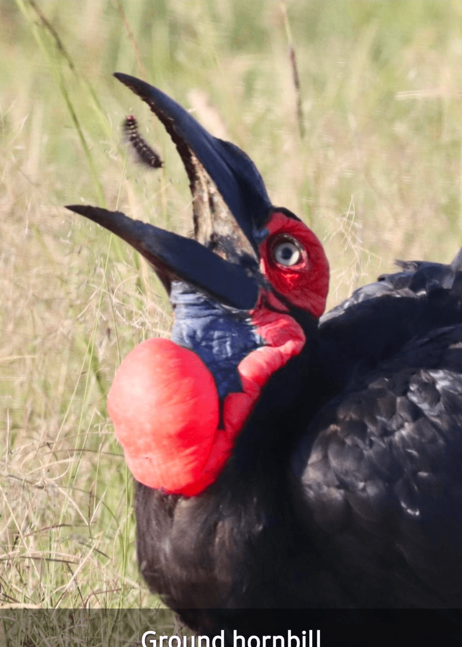 Ground Hornbill with moth larvae dish – by Moses Mburugu A.T