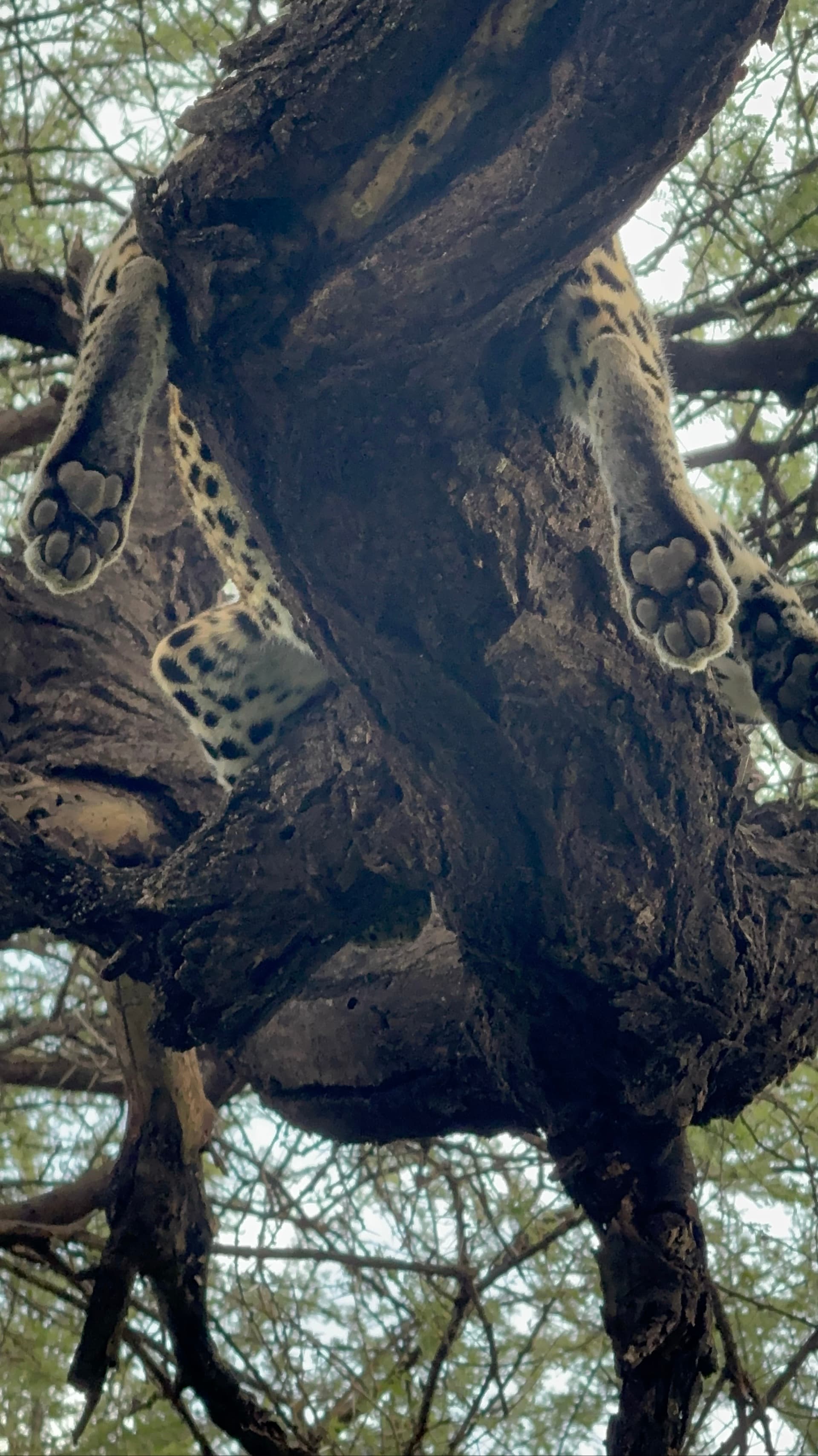 Paws tell stories – by Fidel Lutta