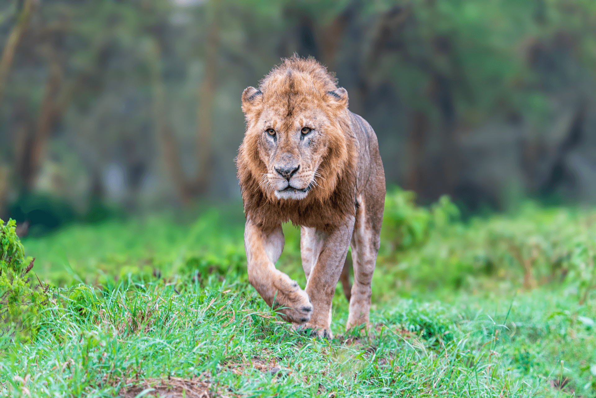 Territorial male lion patrolling his lands in search of any trespassers – by George Mbugua