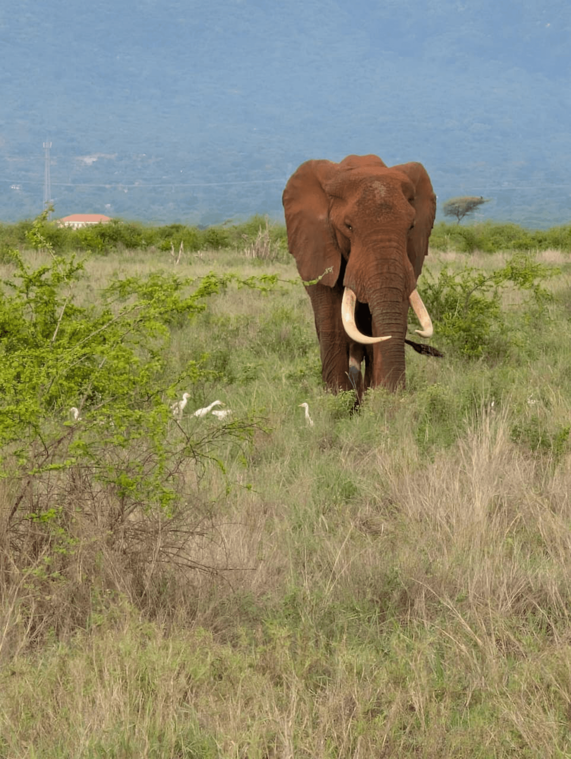Bull elephant – by Martin Kioko