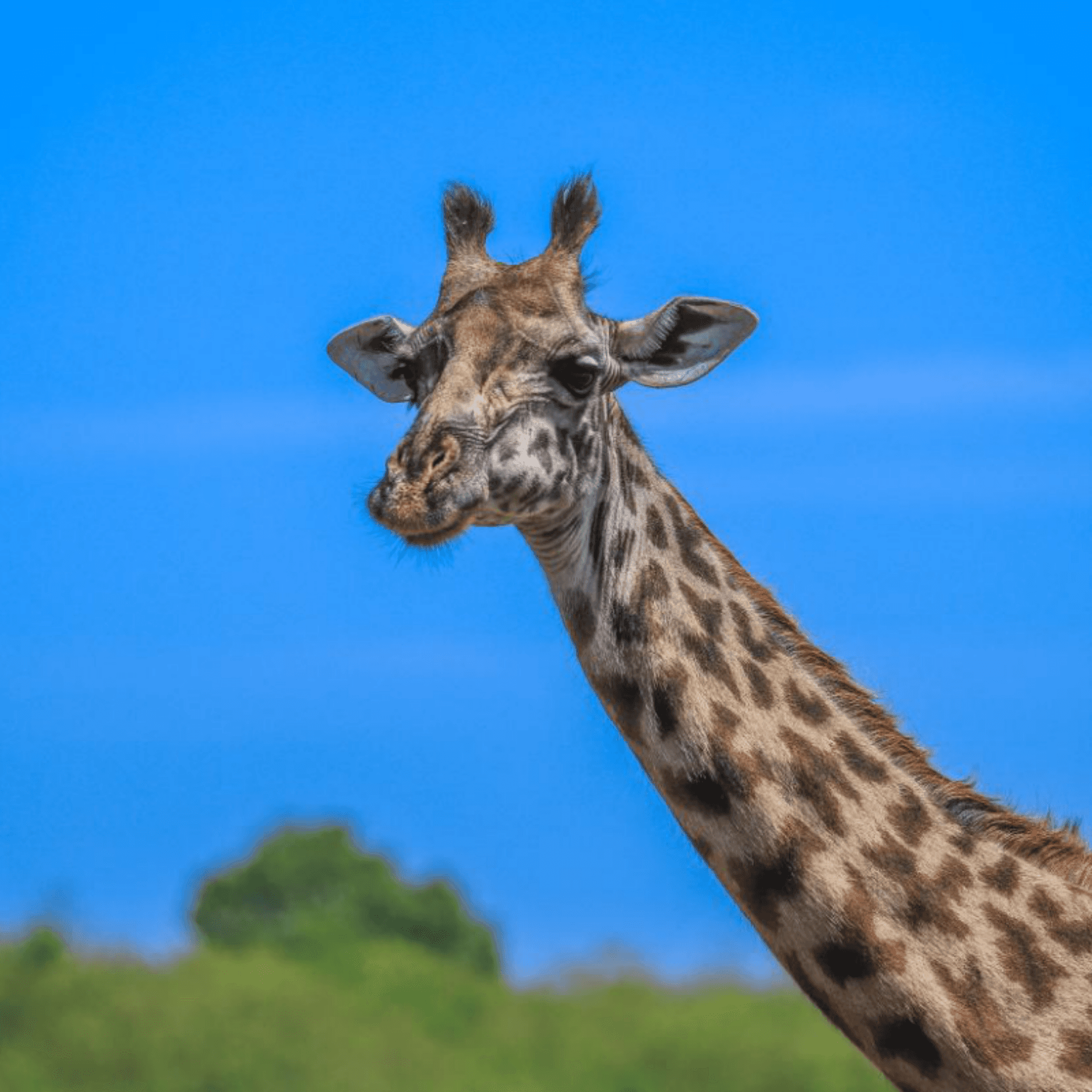 POV: Your lunch break has lasted 6 hours 😂🦒🌿
Giraffes can spend up to 75% of their day eating.
Honestly… bro has figured life out. 😂 – by Julius kibe