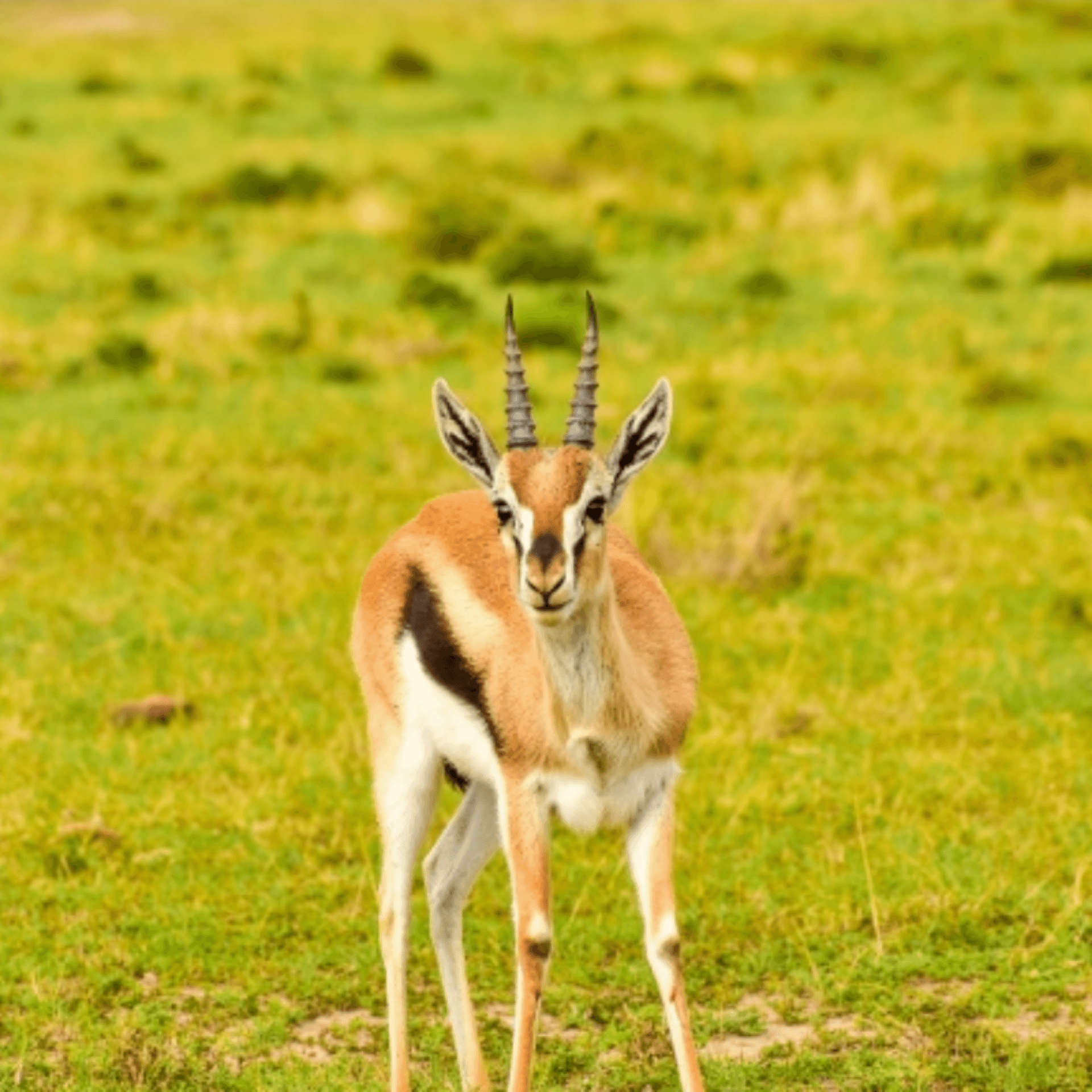Graceful gazelle posing for a photo πΈ β by Woris Mwaura